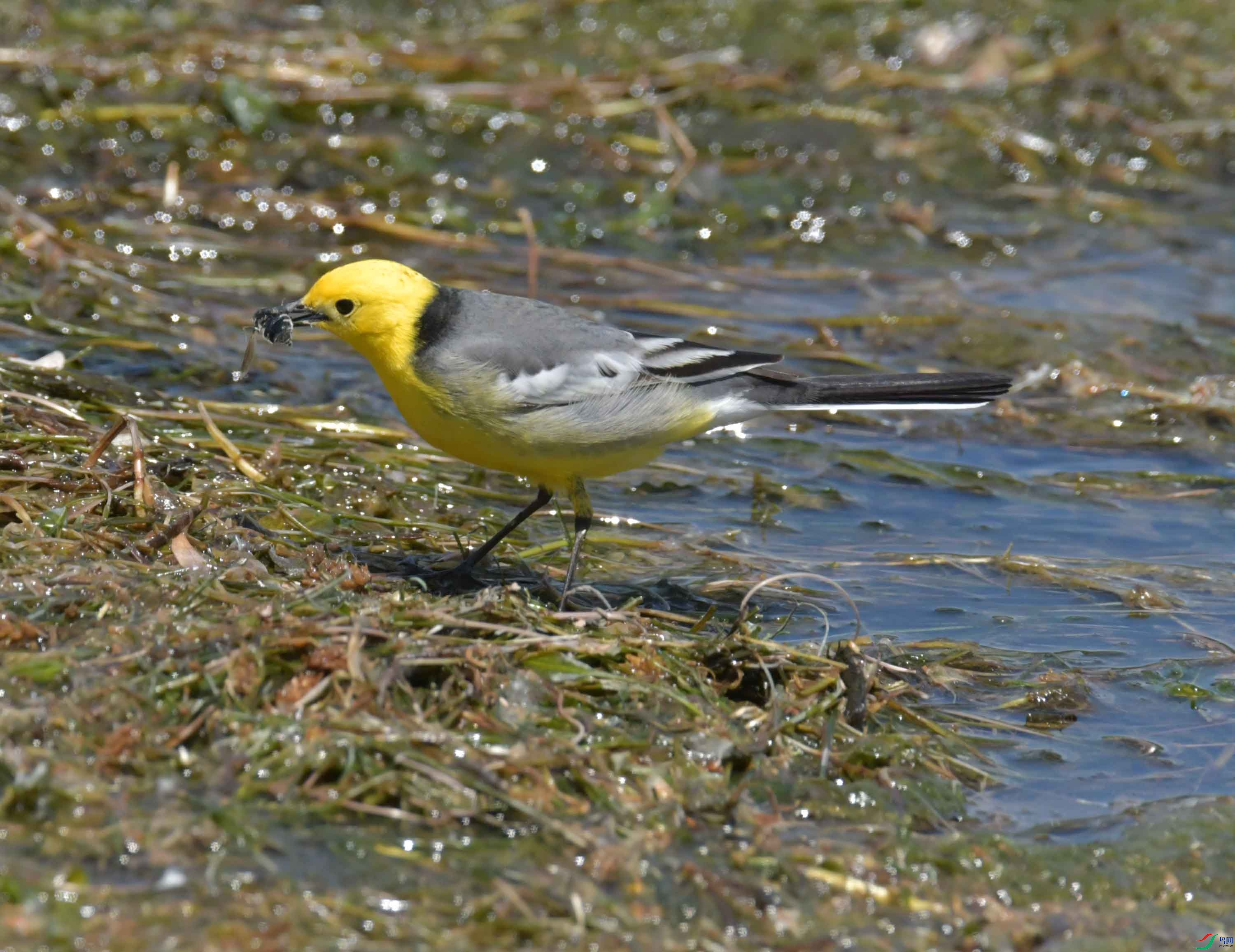 DSC_0425.JPG