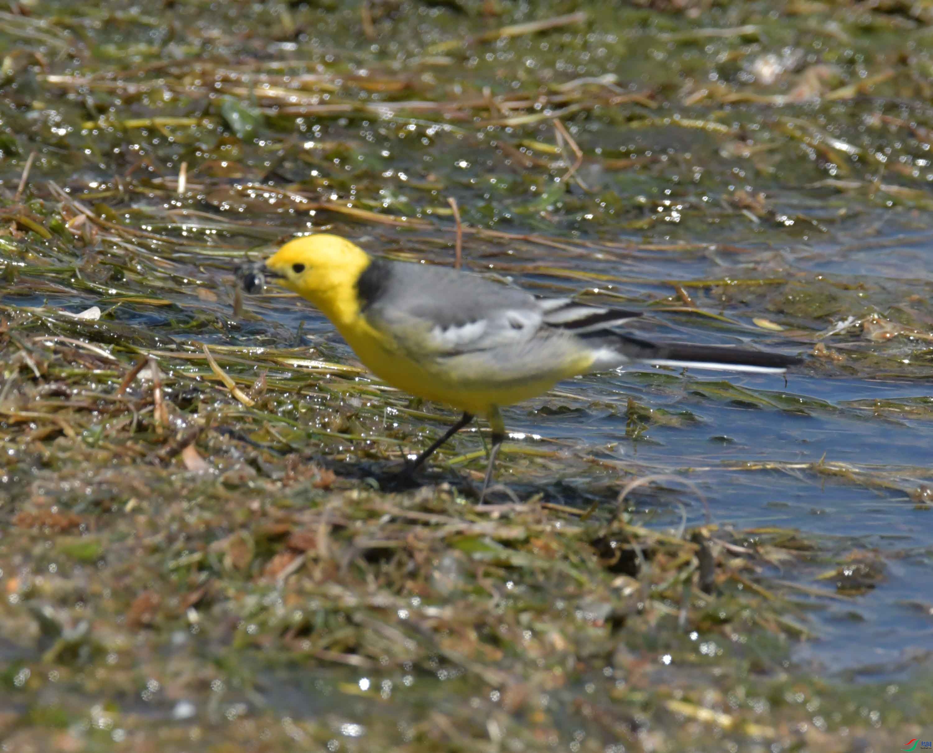 DSC_0423.JPG