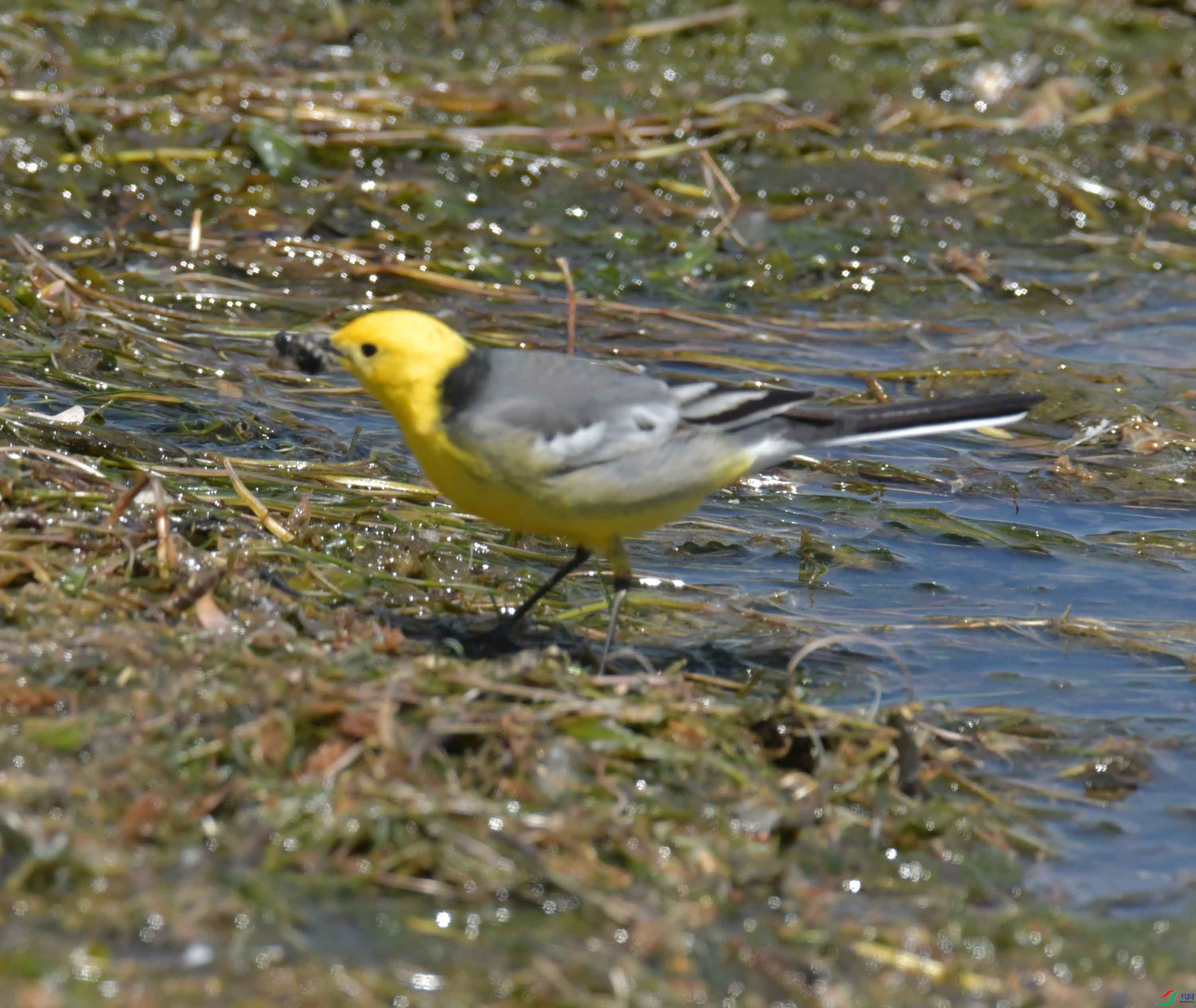 DSC_0422.JPG