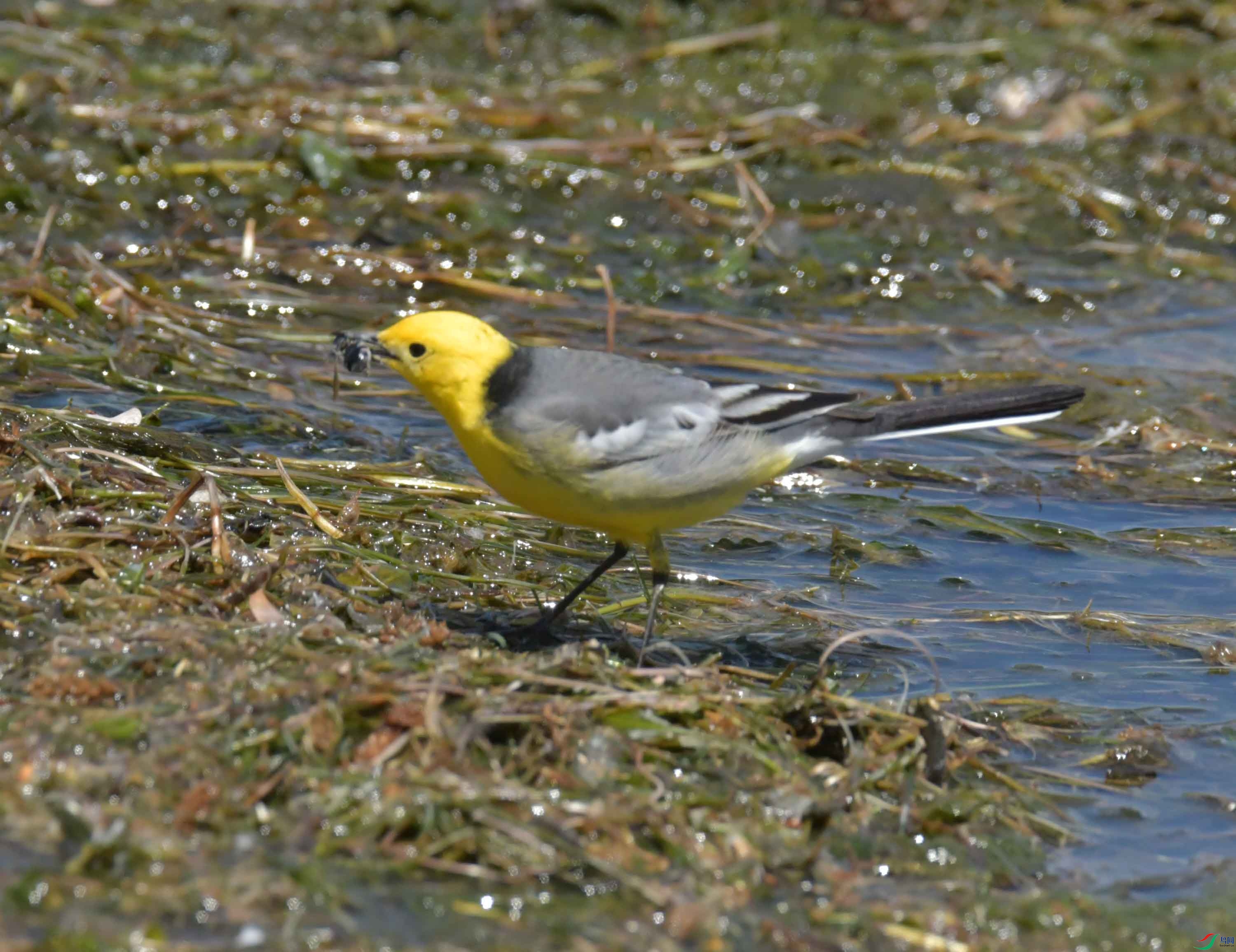 DSC_0424.JPG