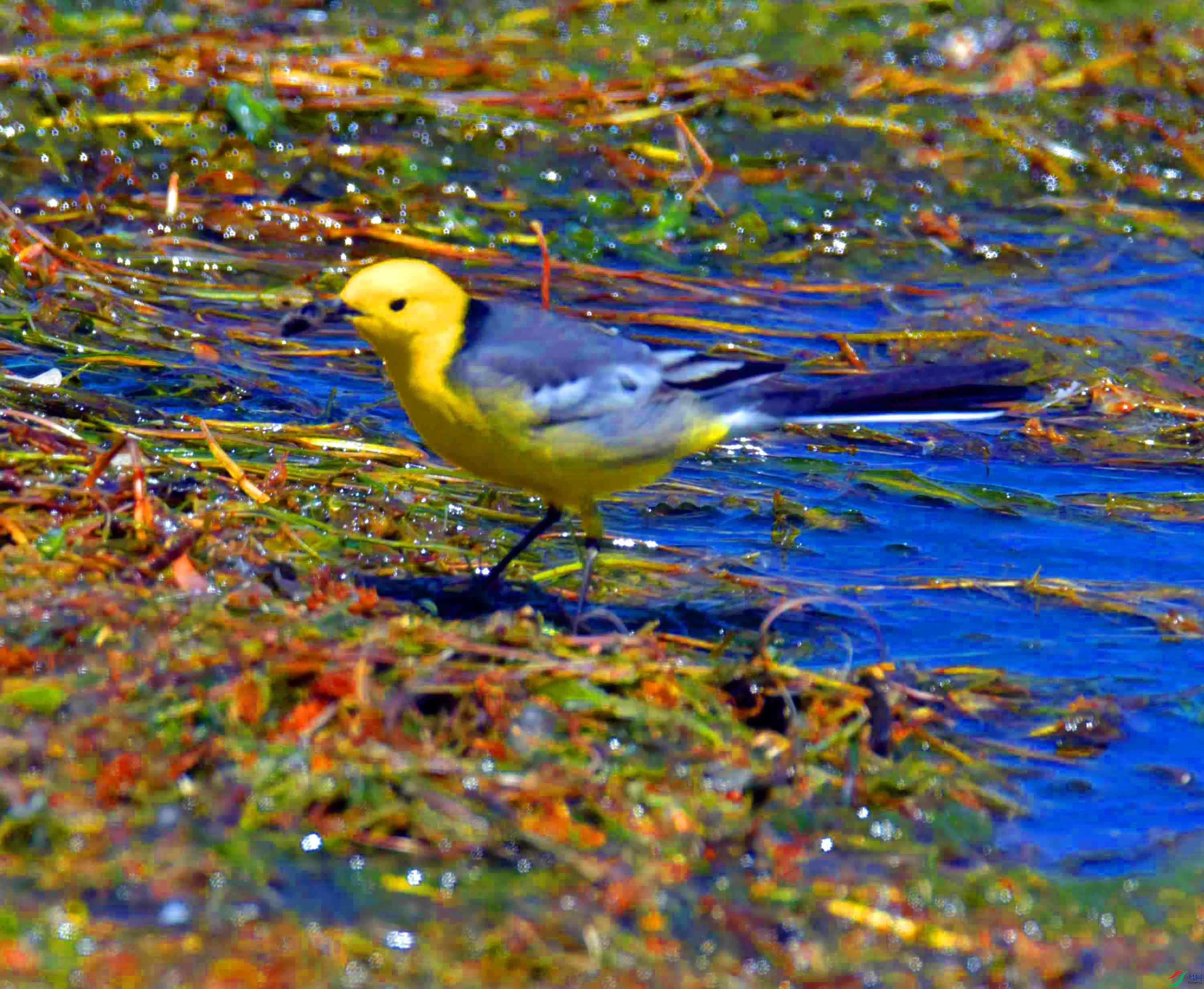 DSC_0426.JPG