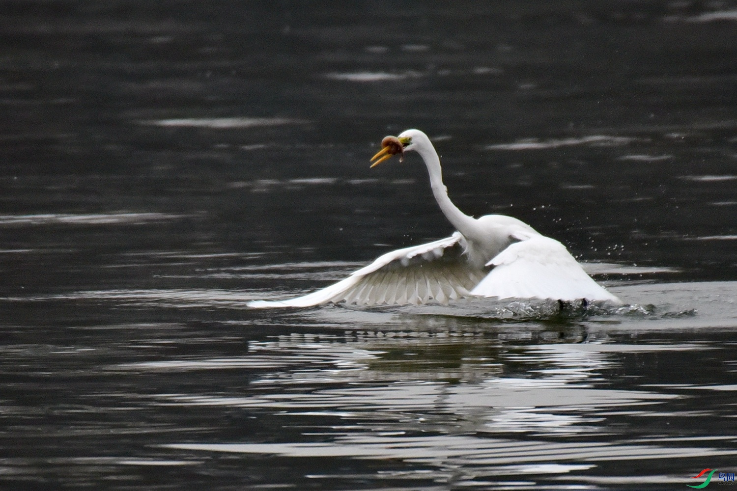 DSC_7194.JPG