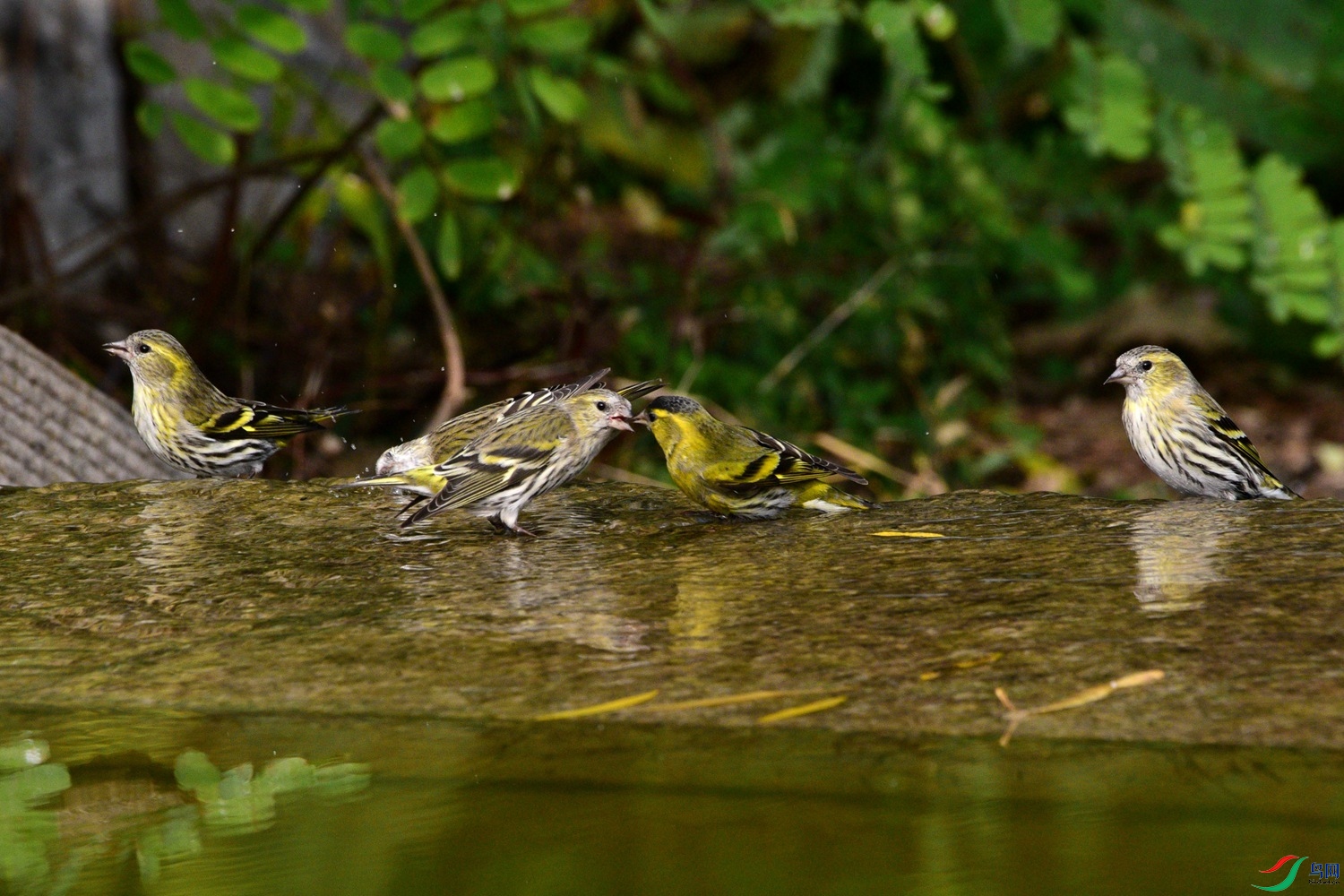 DSC_6232.JPG