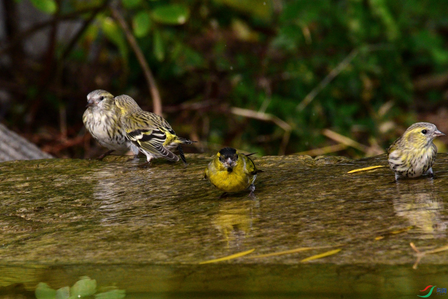 DSC_6243.JPG