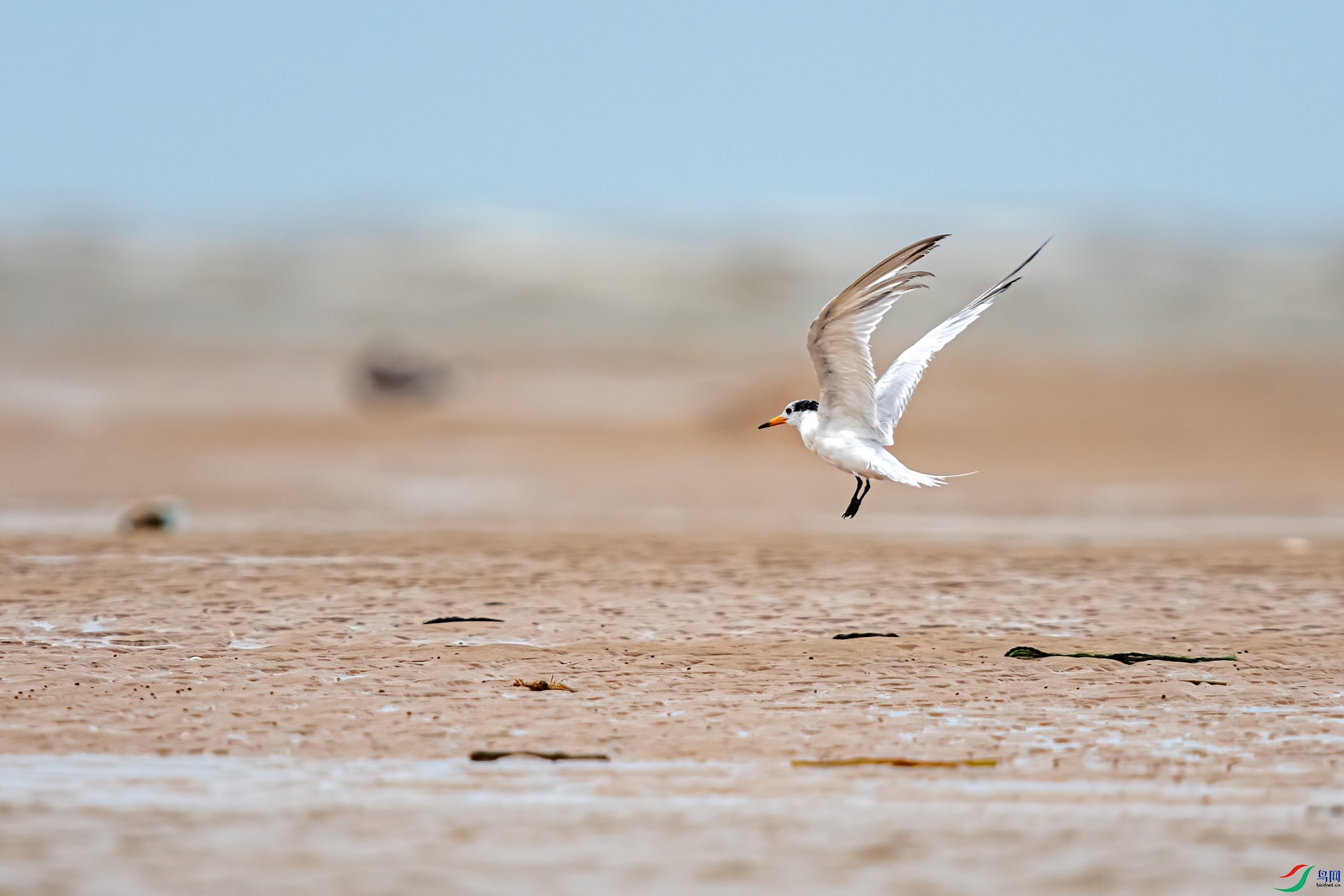 DSC_2505-1.jpg