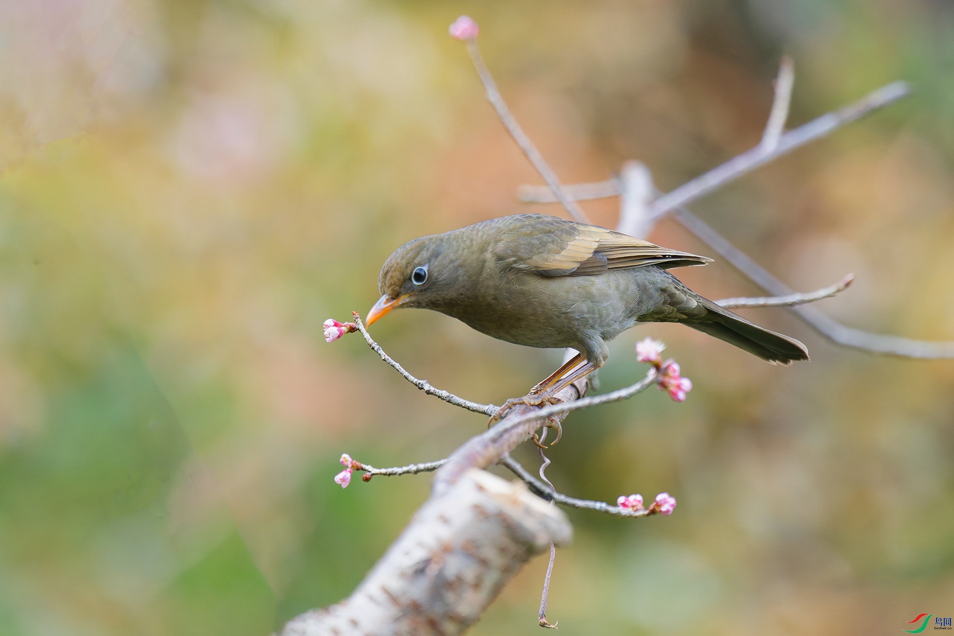 DSC_6654_DxO_DxOa.jpg
