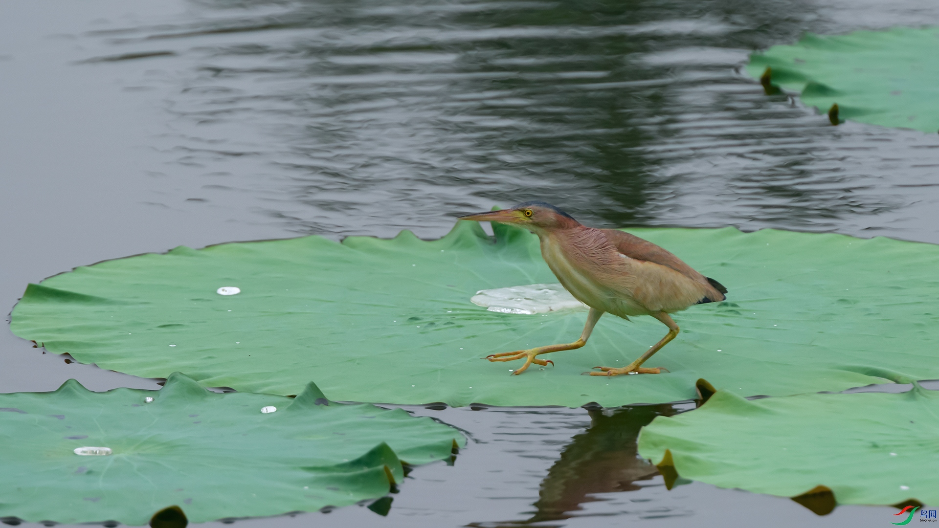 DSC_3853aa.jpg