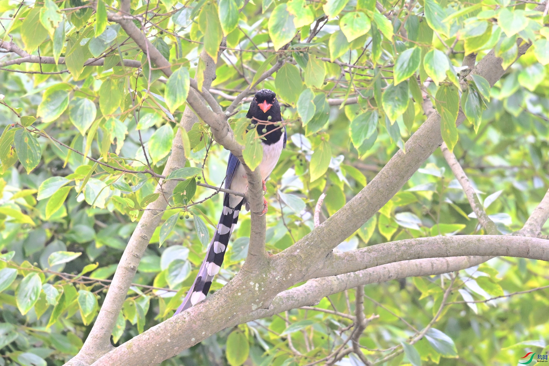 DSC_0425.JPG