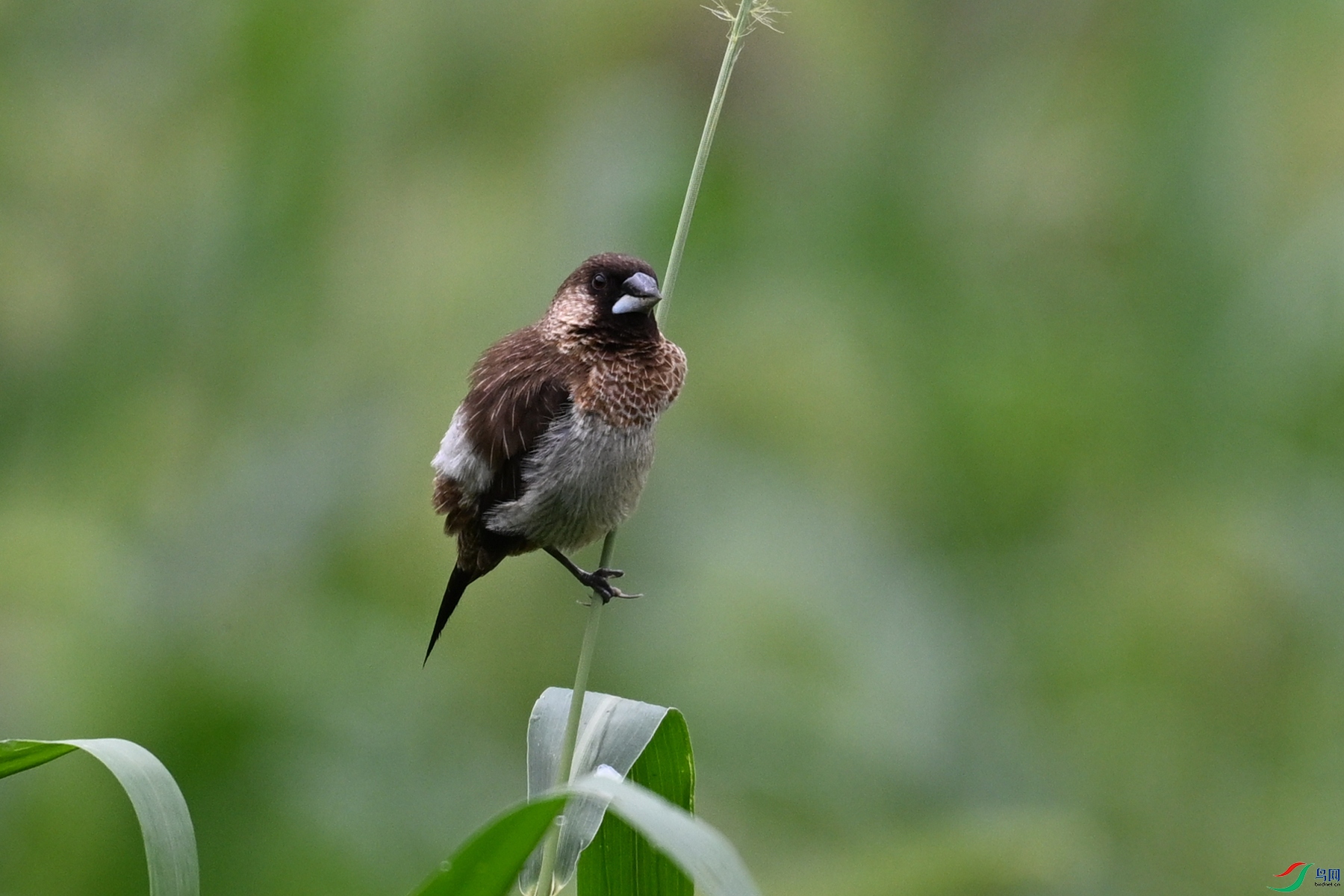 DSC_0428.JPG