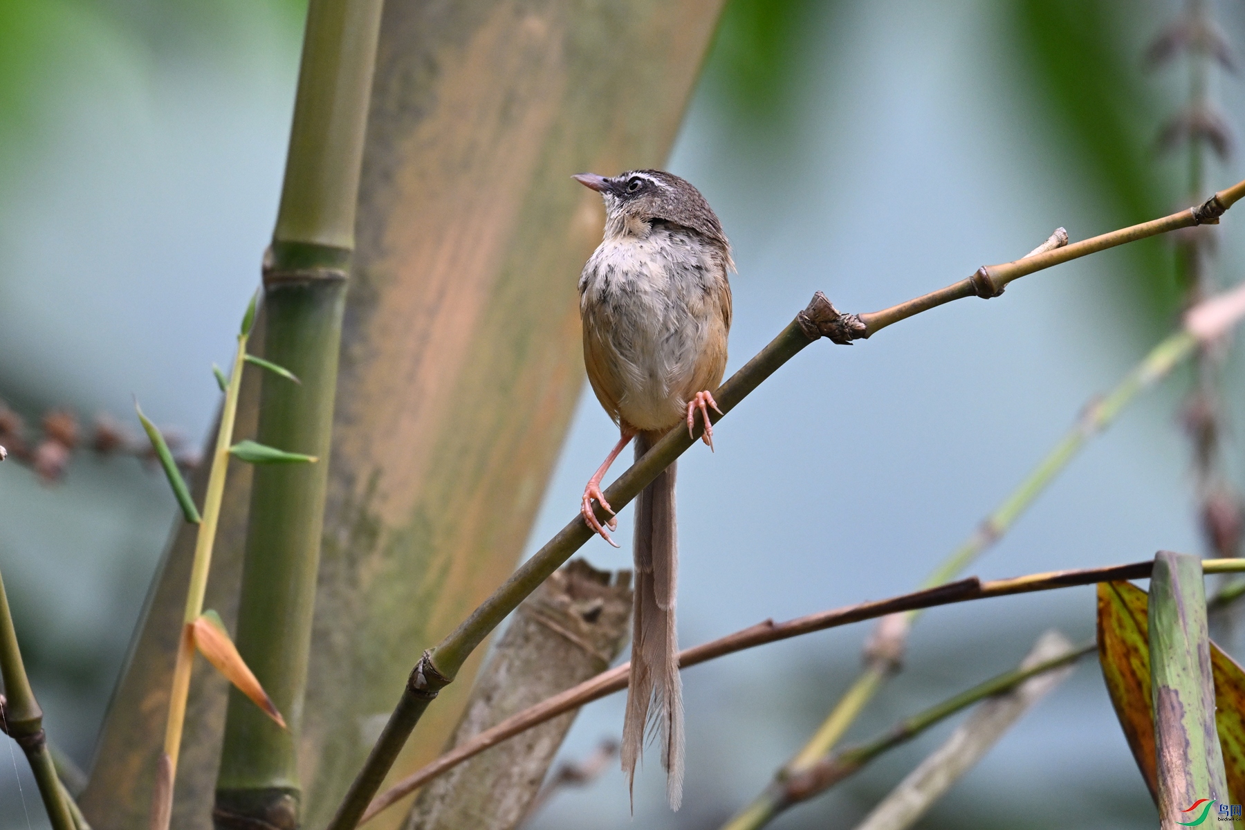 DSC_0430.JPG
