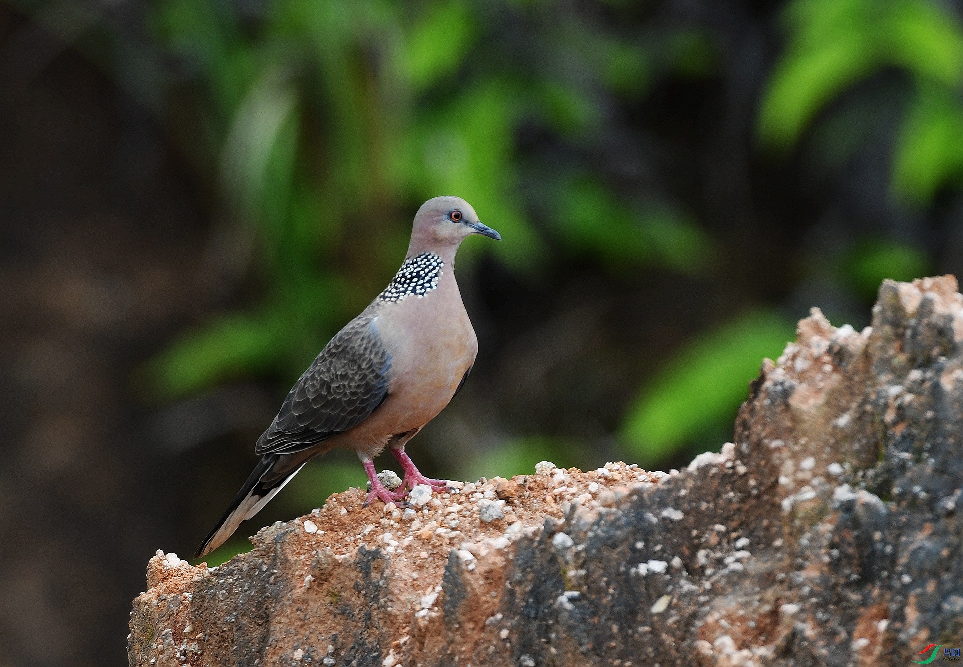DSC_0109.jpg