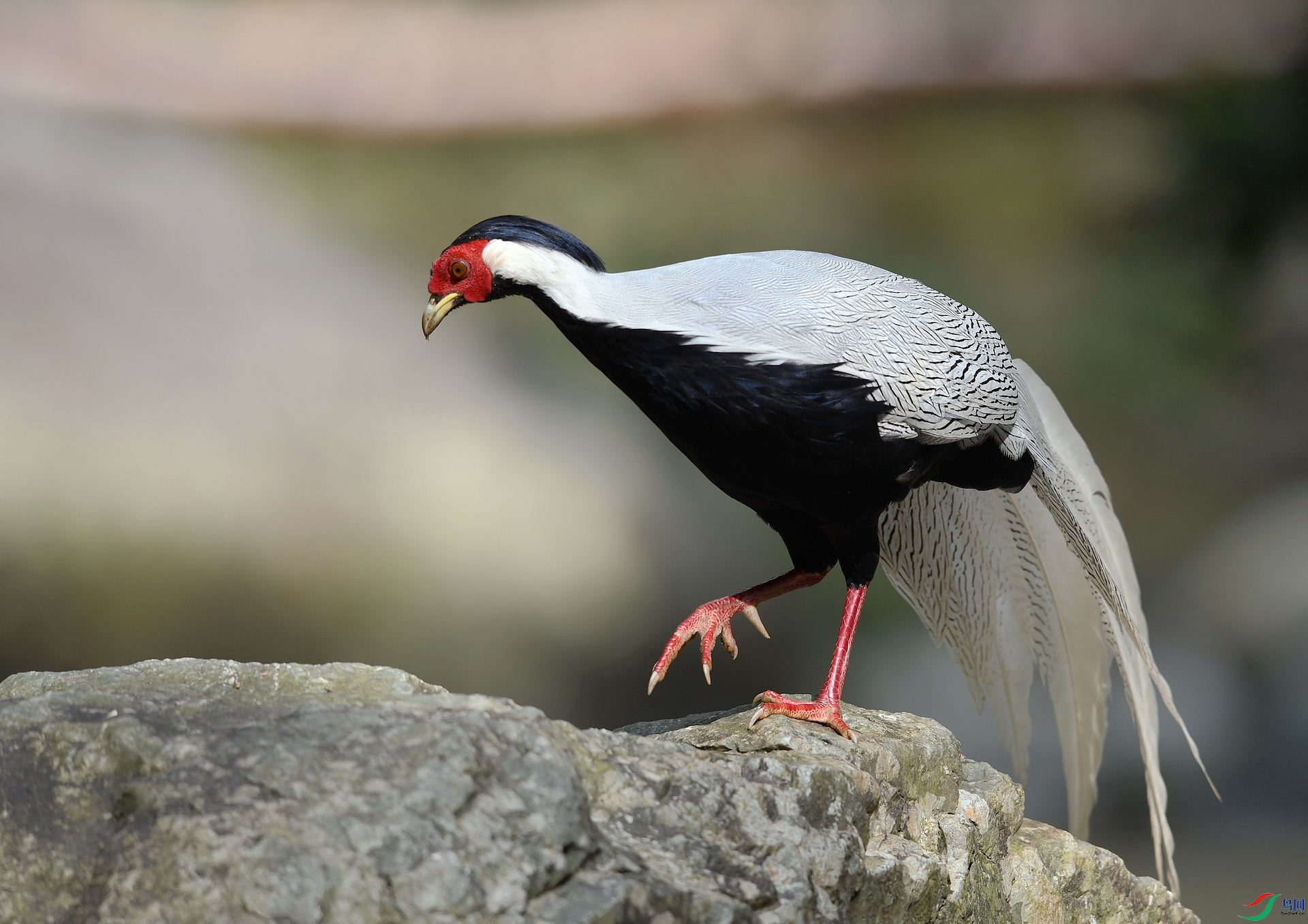 DSC_5266.jpg