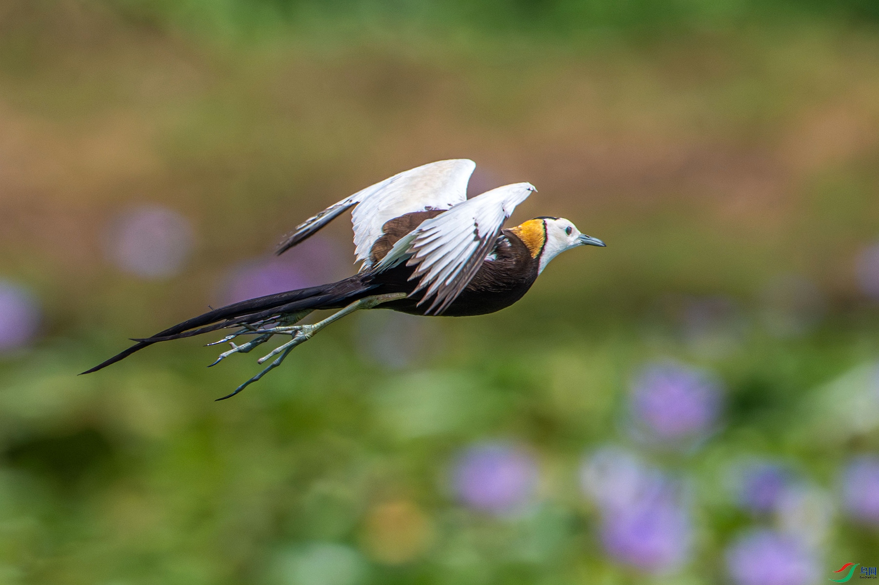 DSC_5420_����.jpg