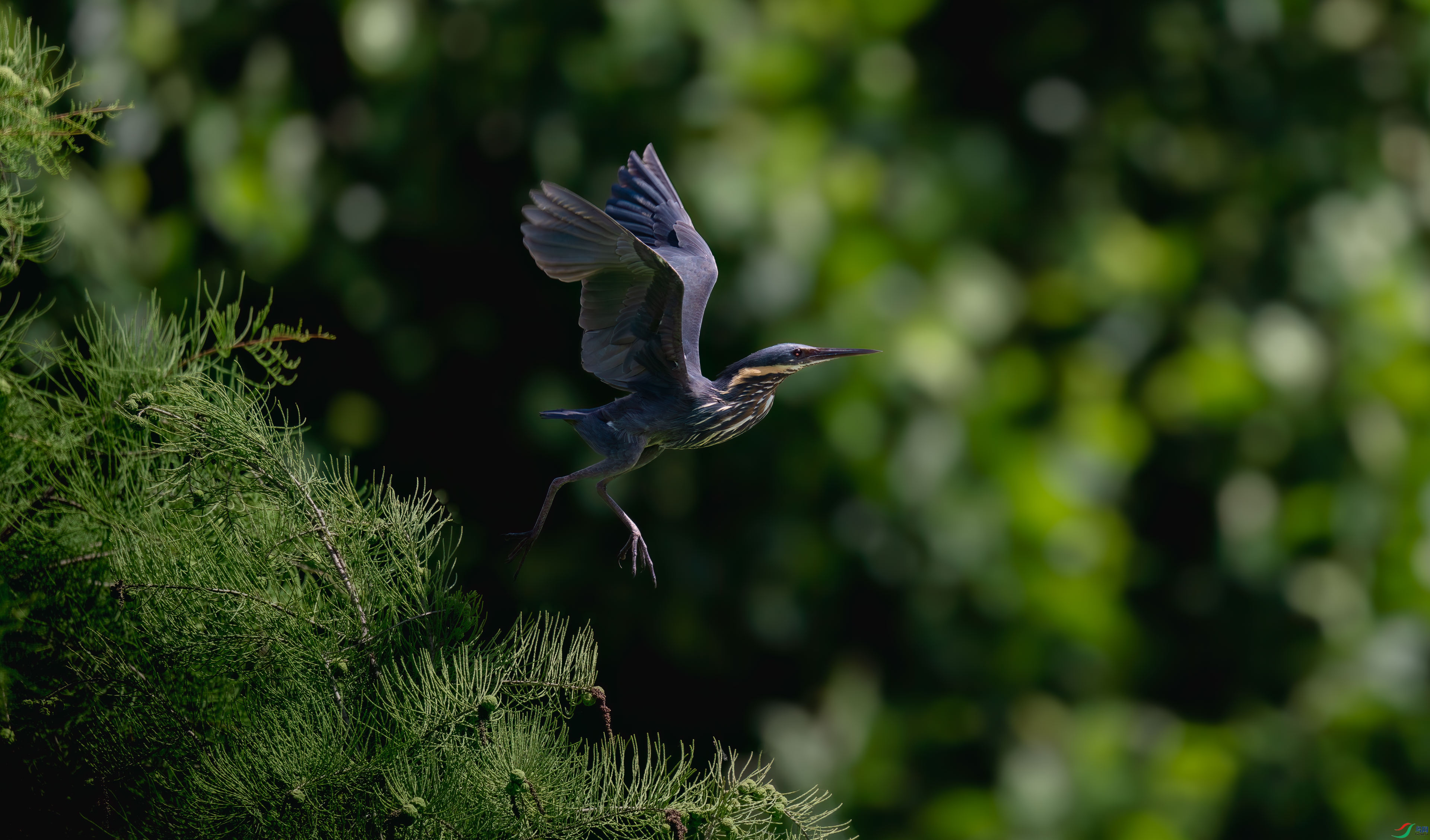 DSC_2442.jpg