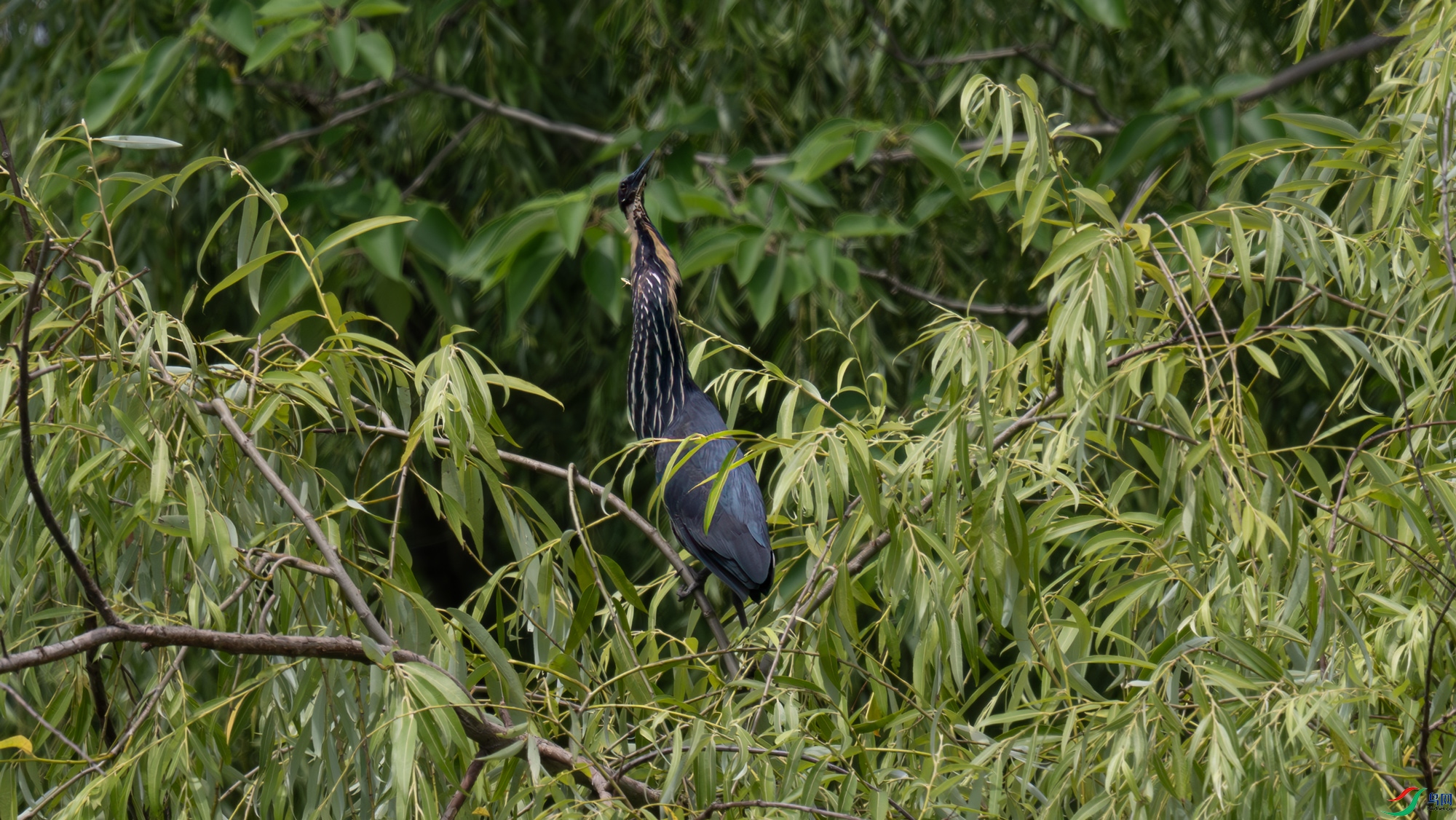 DSC_3937.jpg