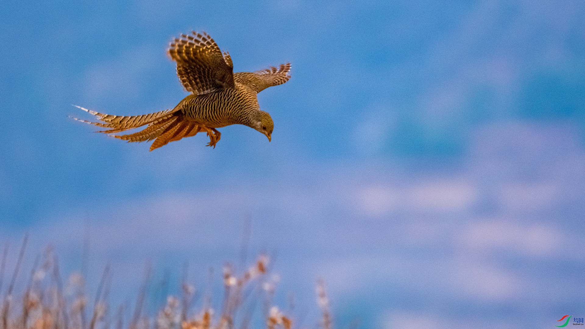 �츹����