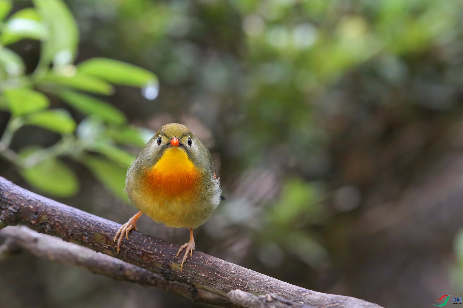 AQ4P8988-1.jpg