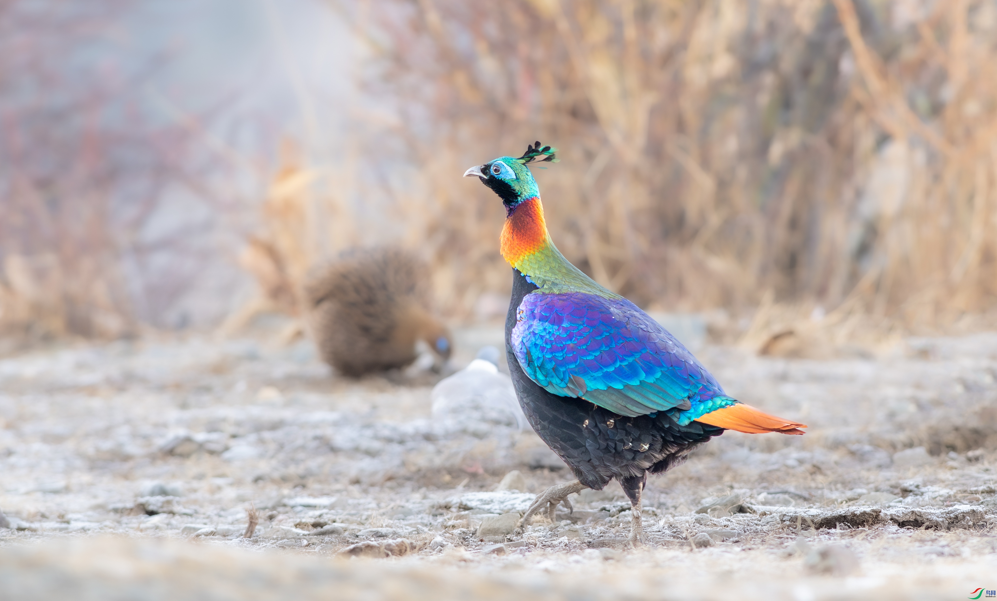 DSC_6448-1.jpg