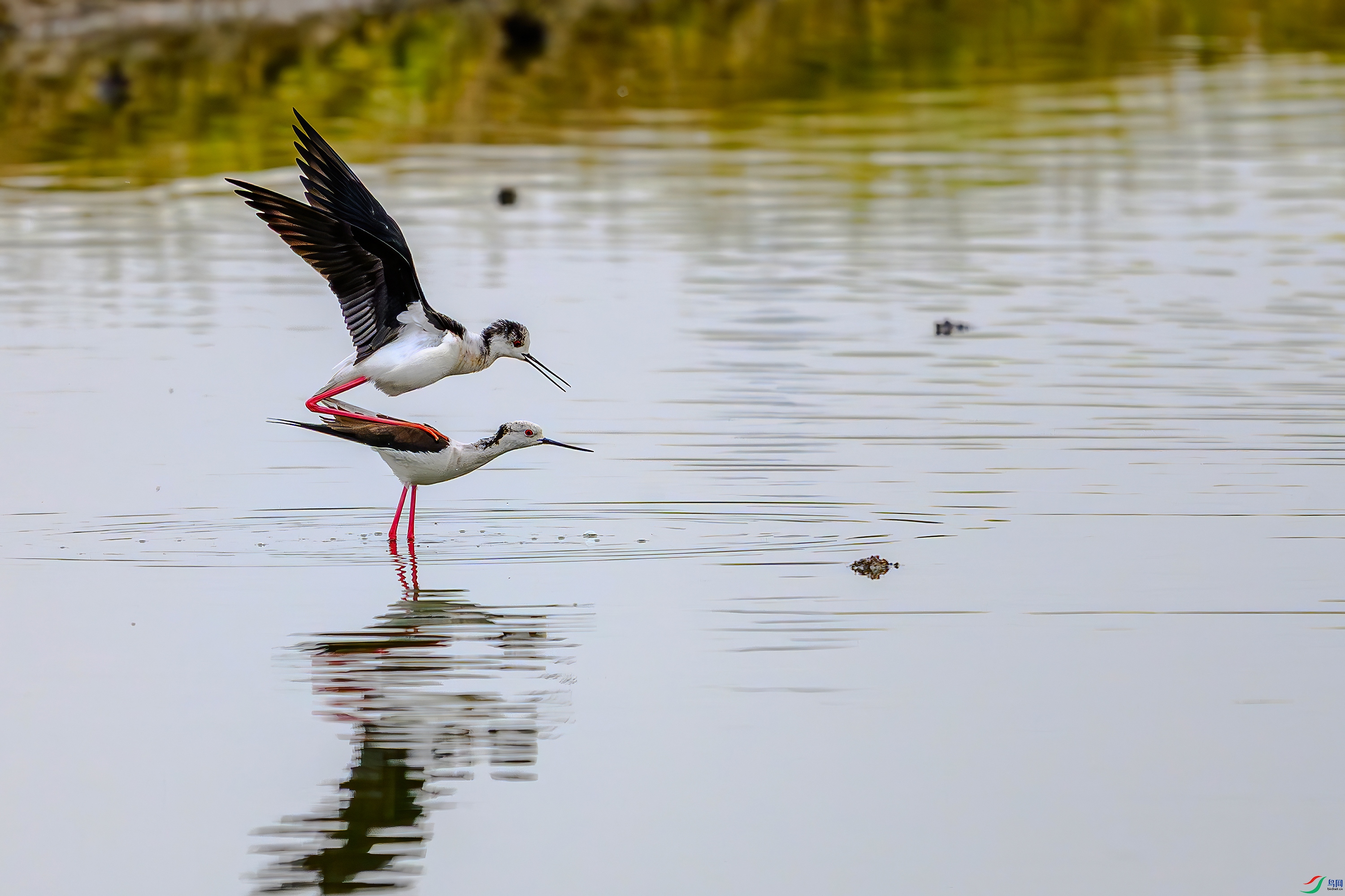 DSC_7661AB.jpg