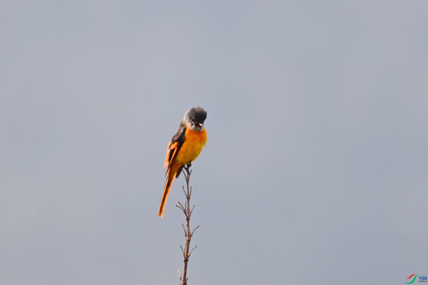 DSC_0102.JPG
