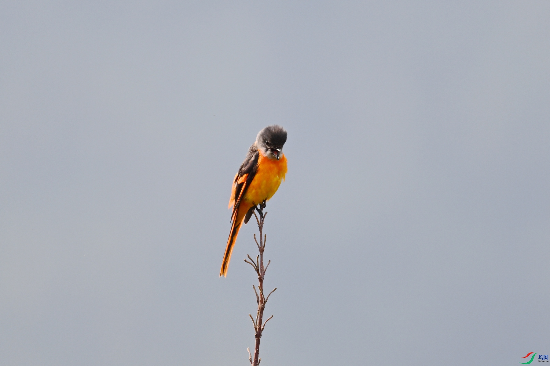 DSC_0104.JPG