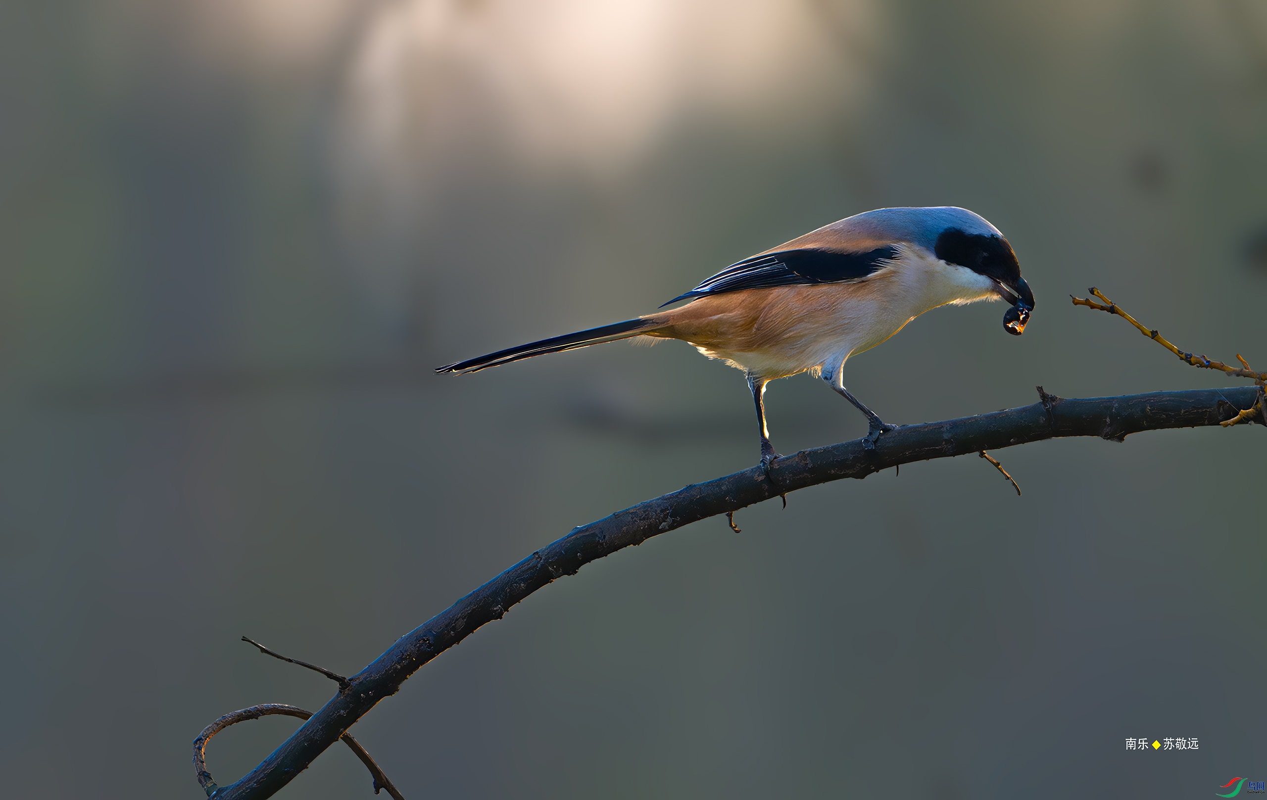_DSC7426-DxO_С.jpg