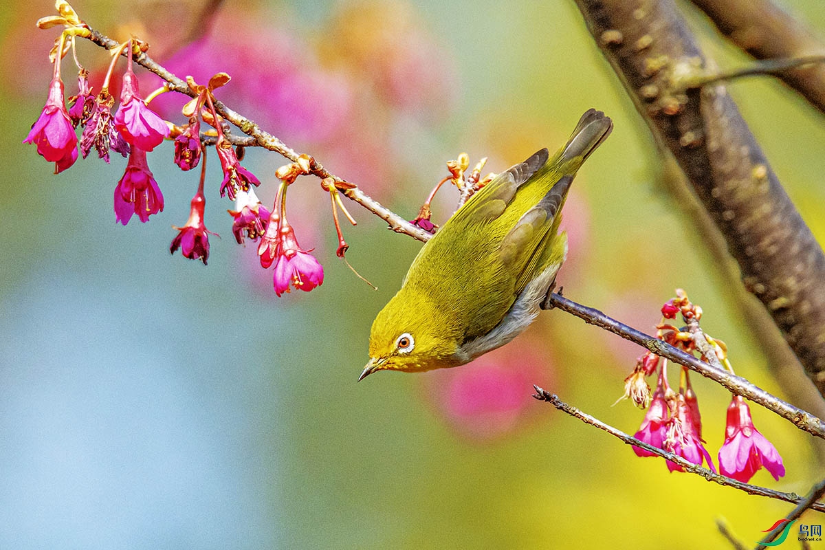 DSC_8866-����ǿ.jpg
