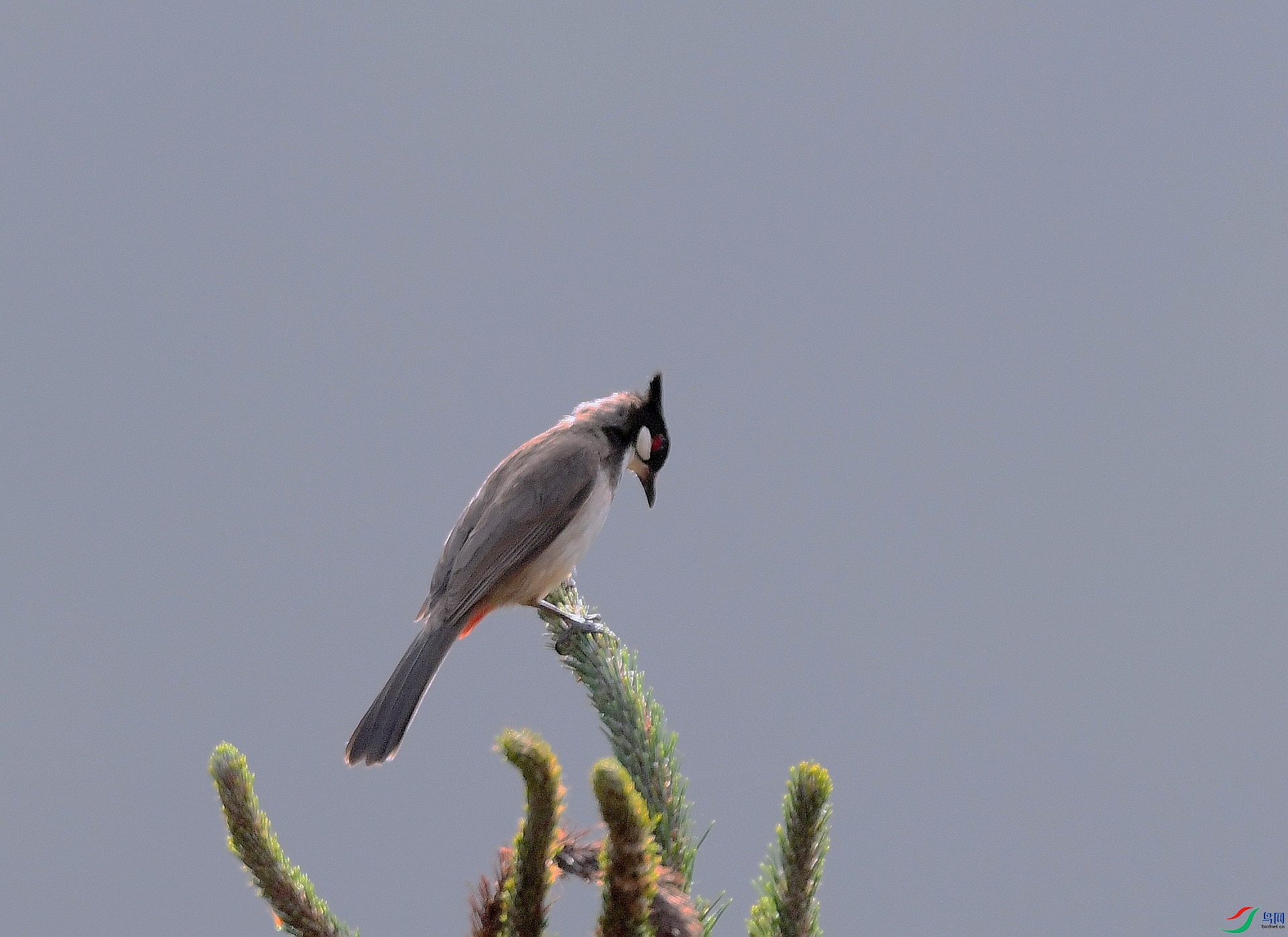 DSC_3142.jpg