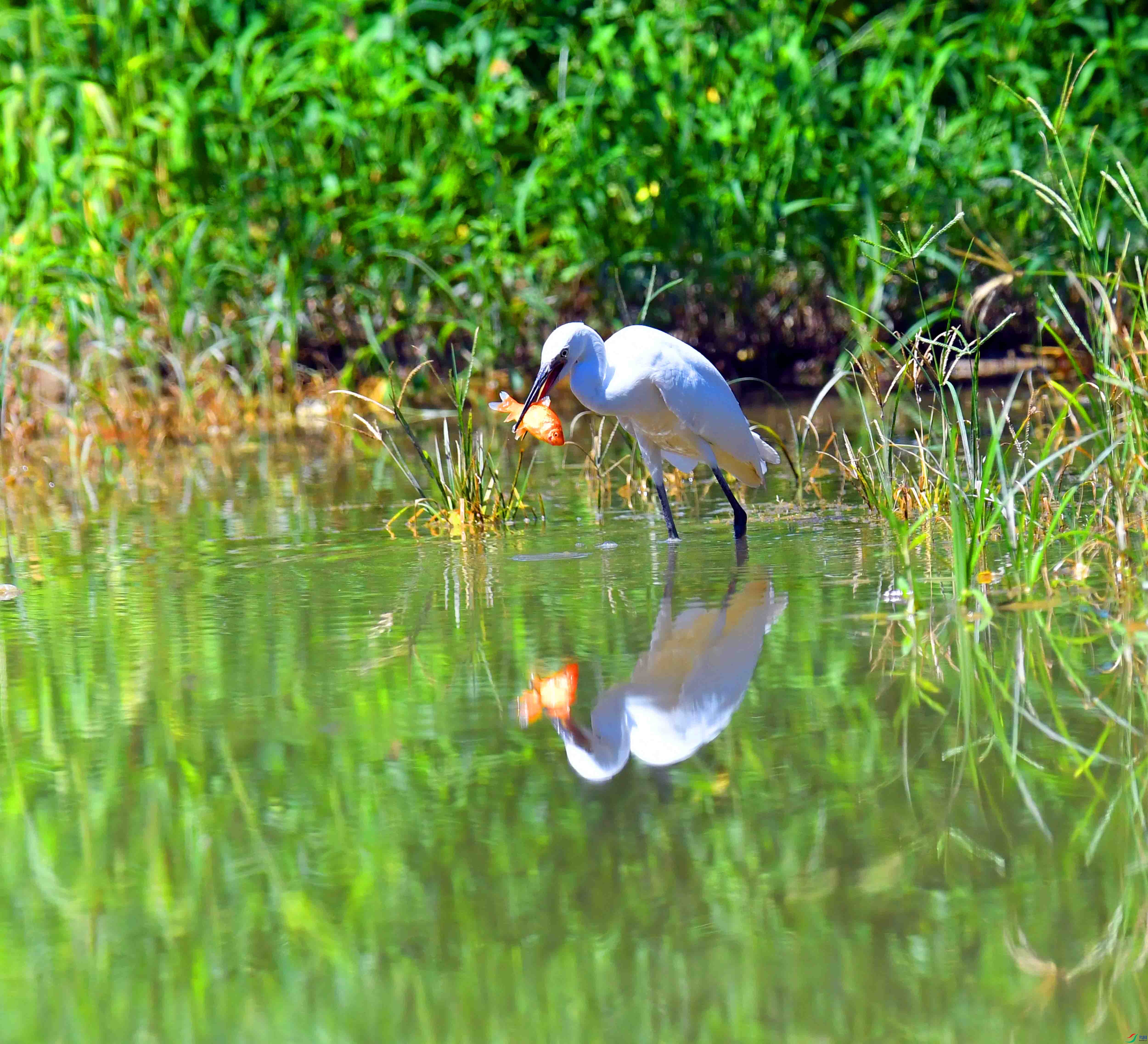 DSC_9502.JPG