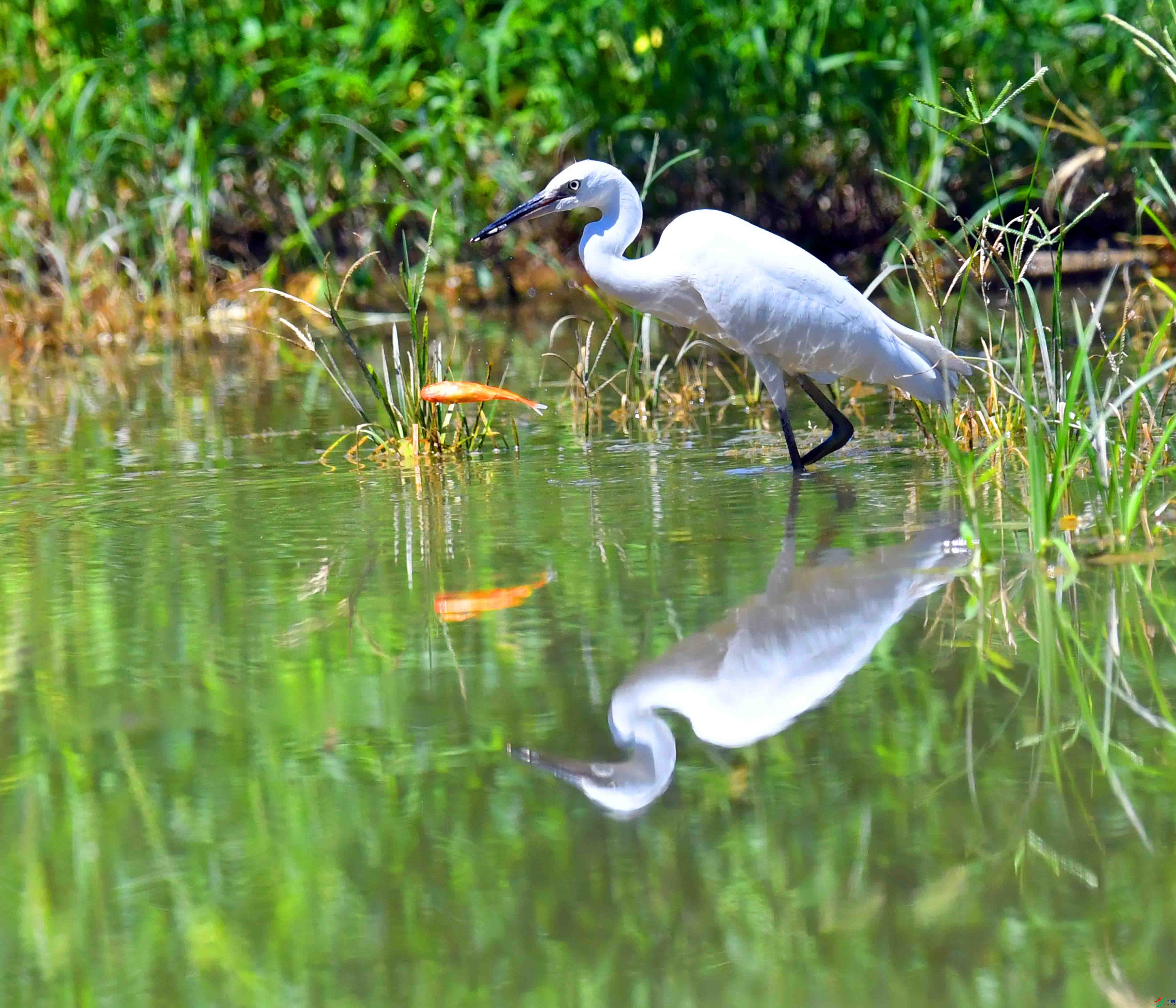 DSC_9505.JPG