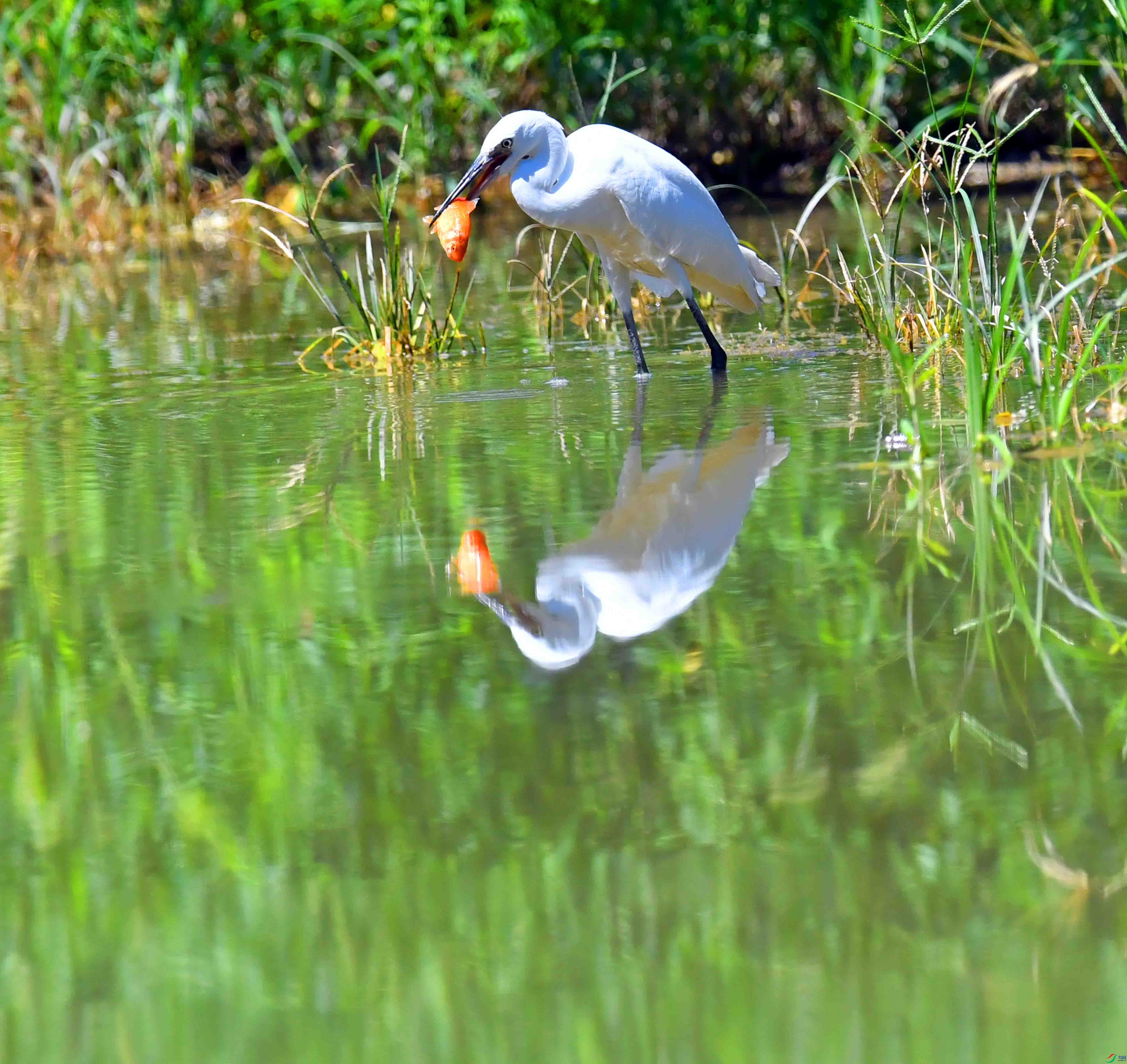 DSC_9503.JPG