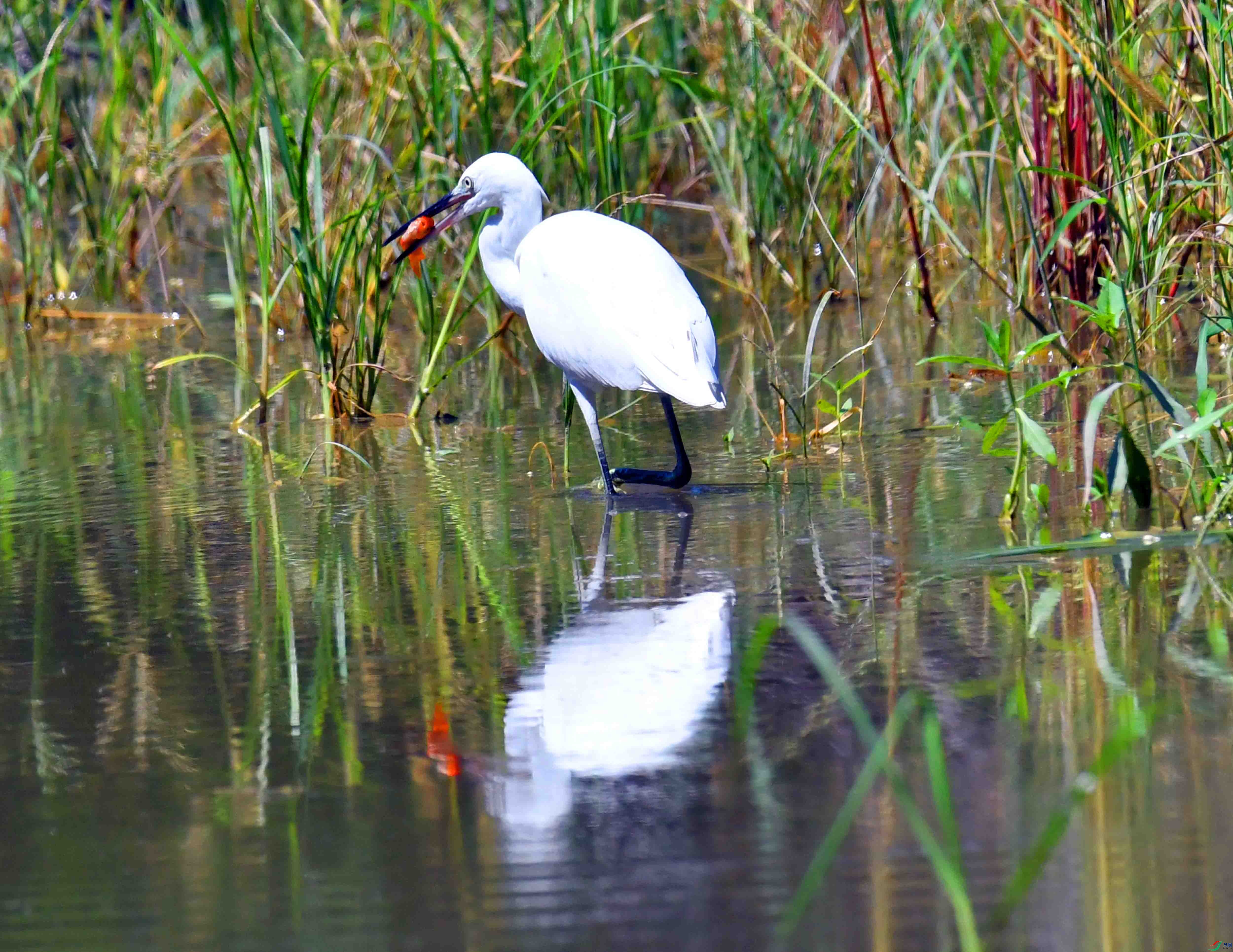 DSC_9561.JPG