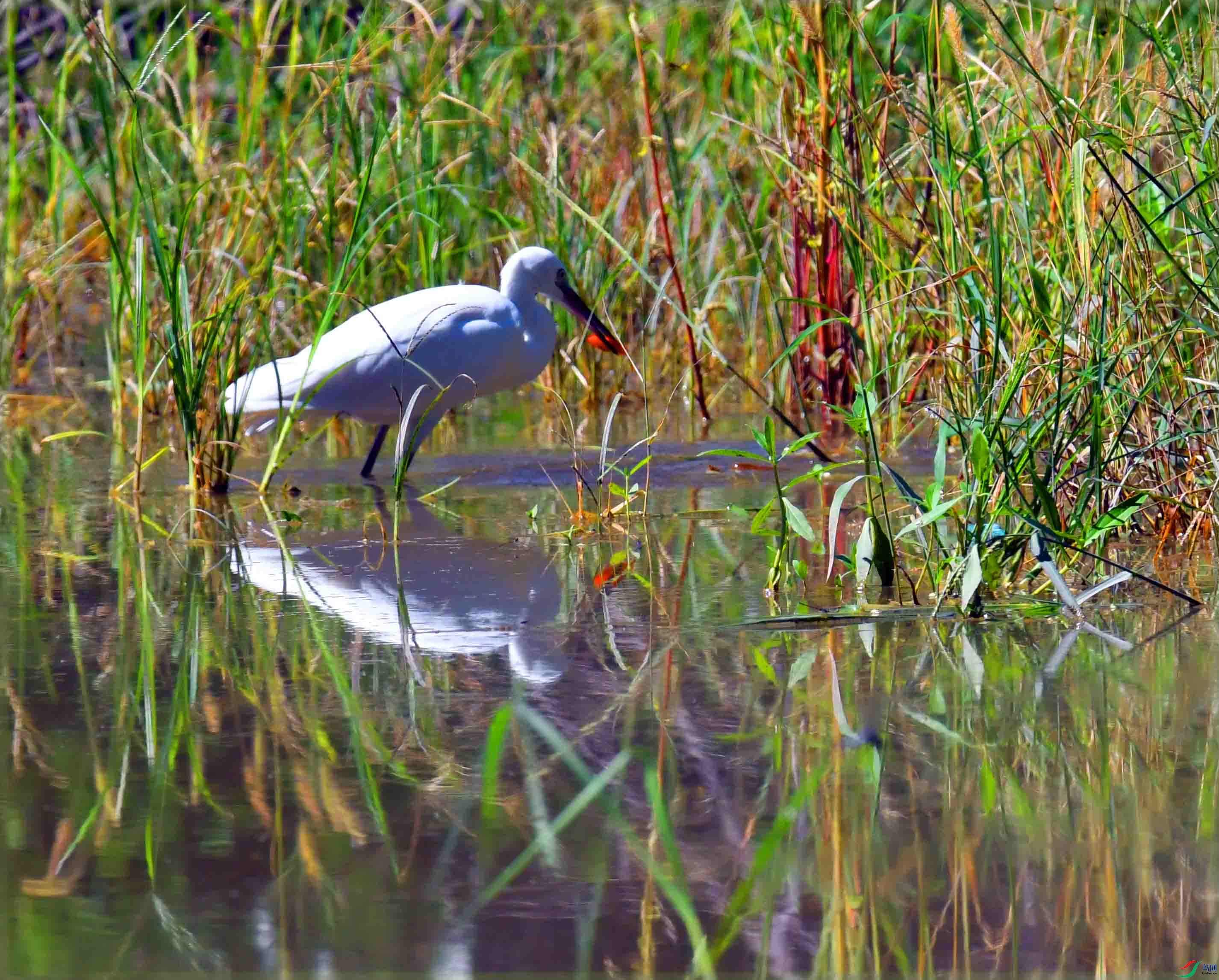 DSC_9603.JPG