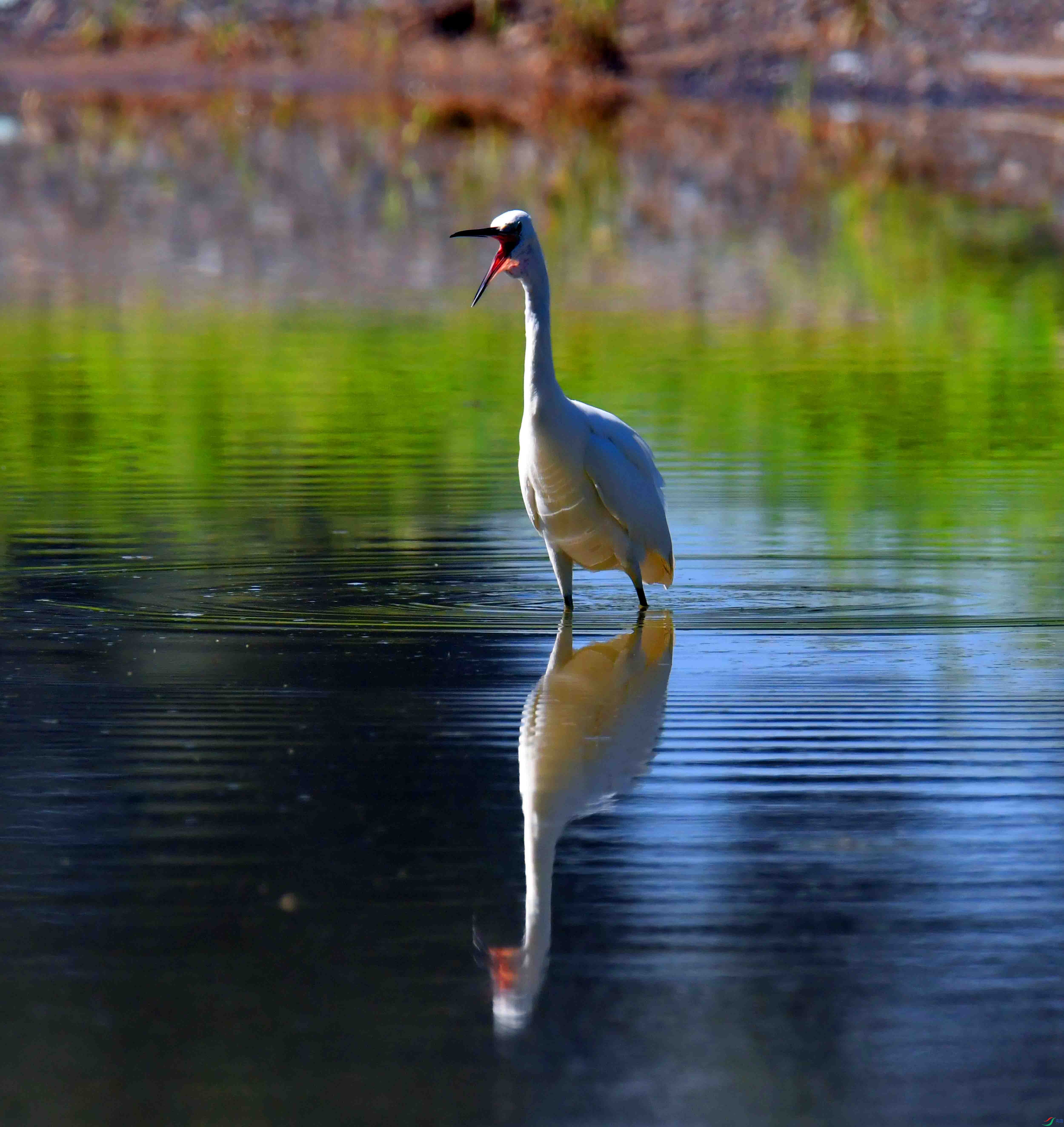 DSC_9617.JPG