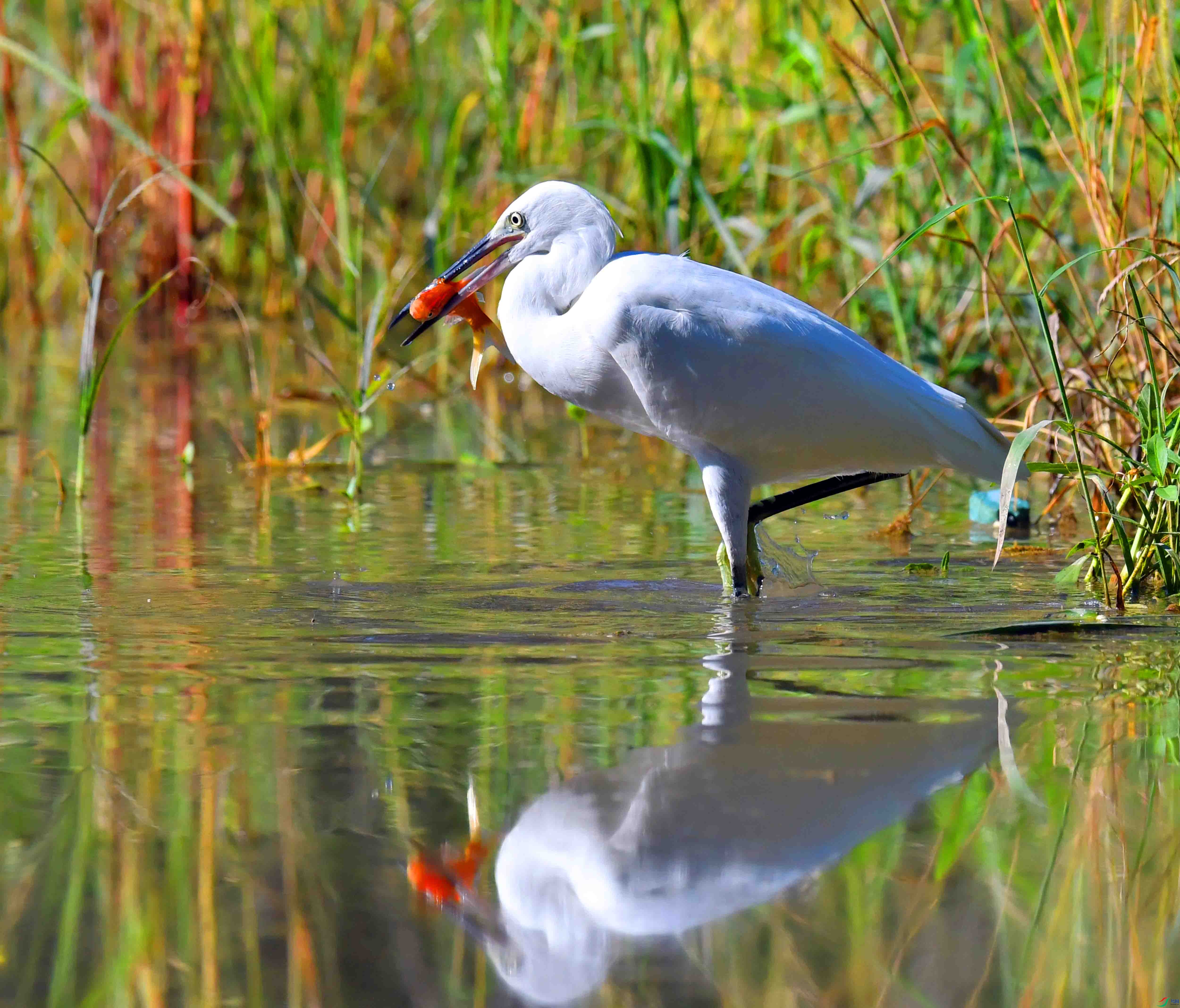 DSC_9732.JPG