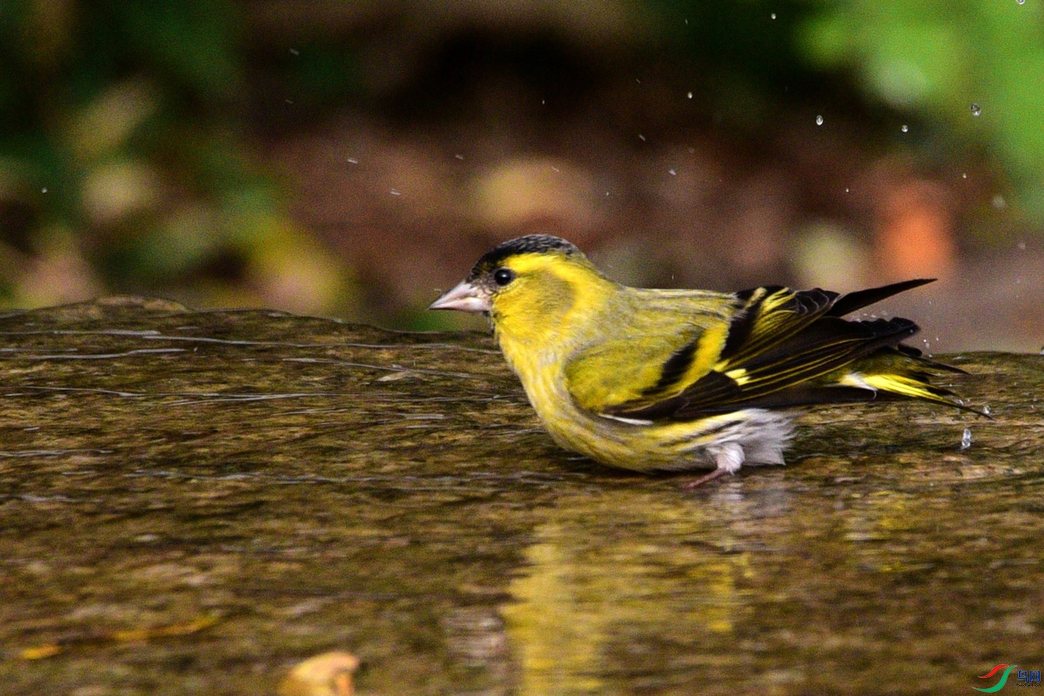 DSC_6333.JPG