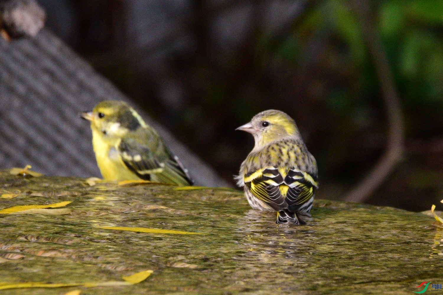 DSC_6571.JPG