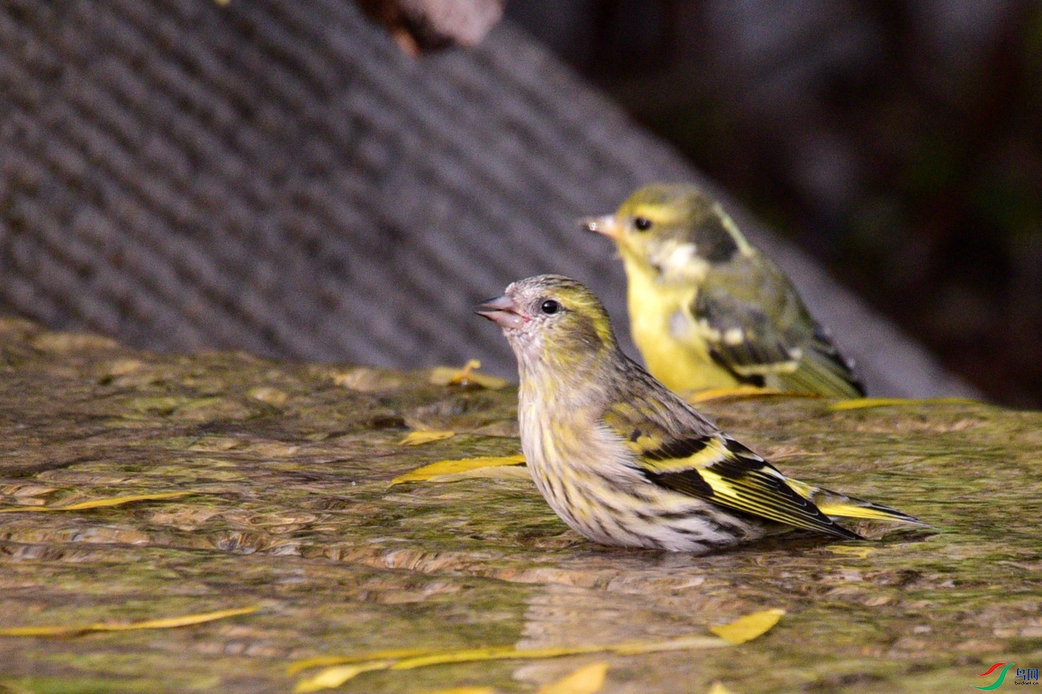 DSC_6566.JPG
