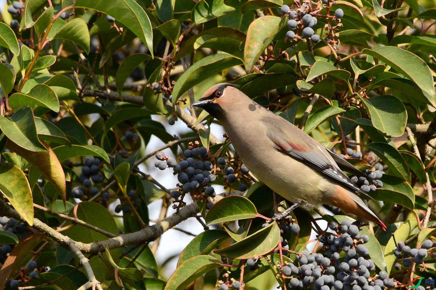 DSC_7301.JPG