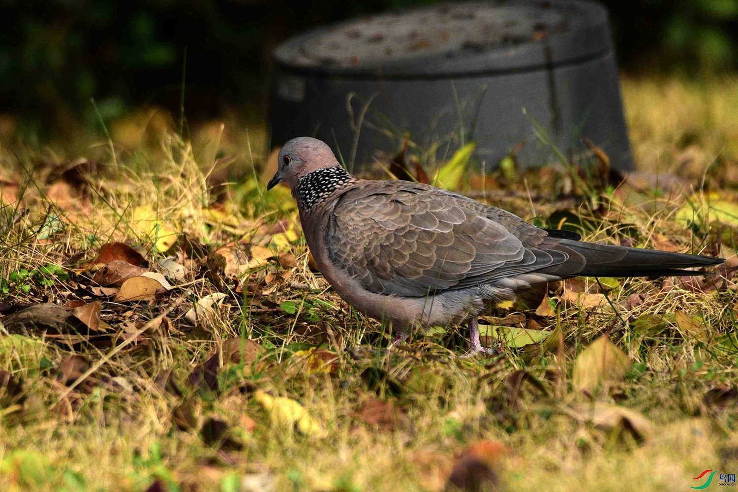 DSC_7618.JPG