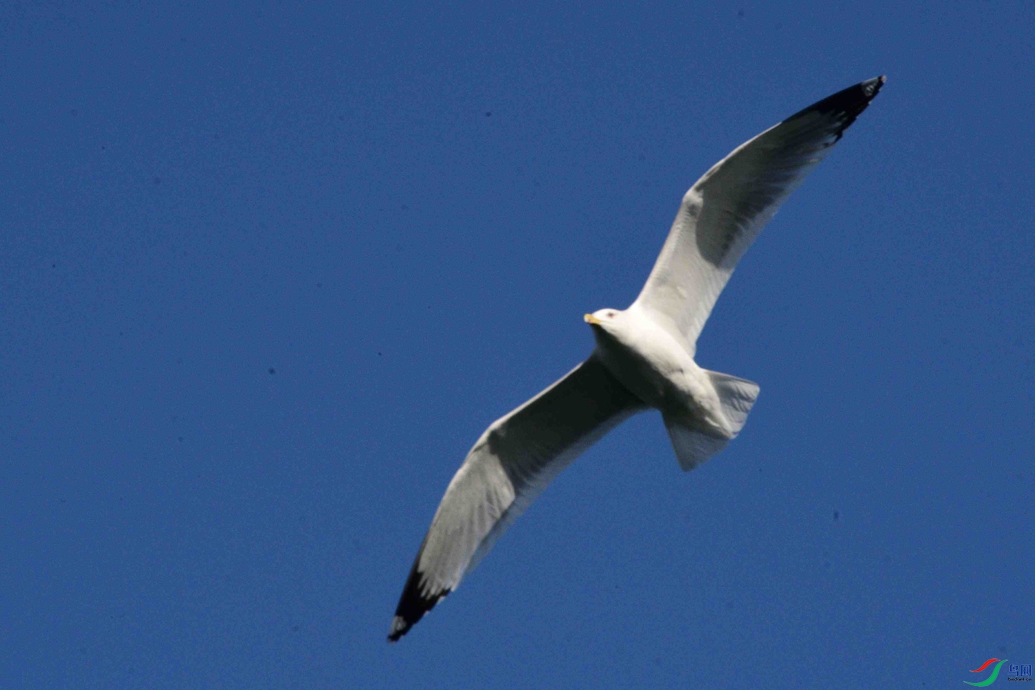 DSC_9788.JPG