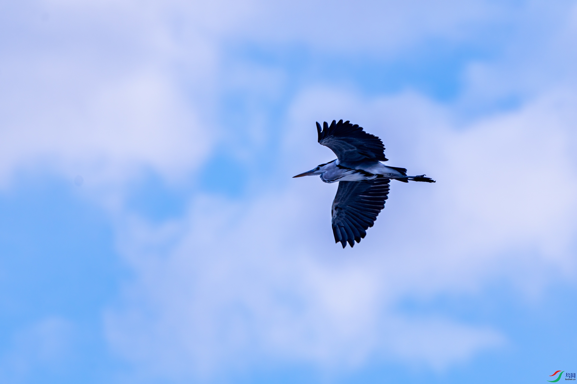 DSC_1545-11.jpg