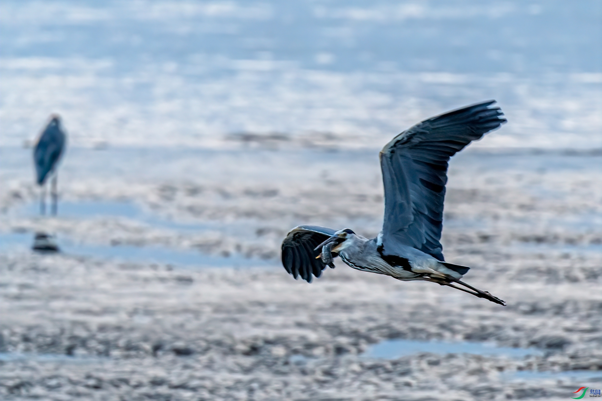 DSC_4248-11.jpg