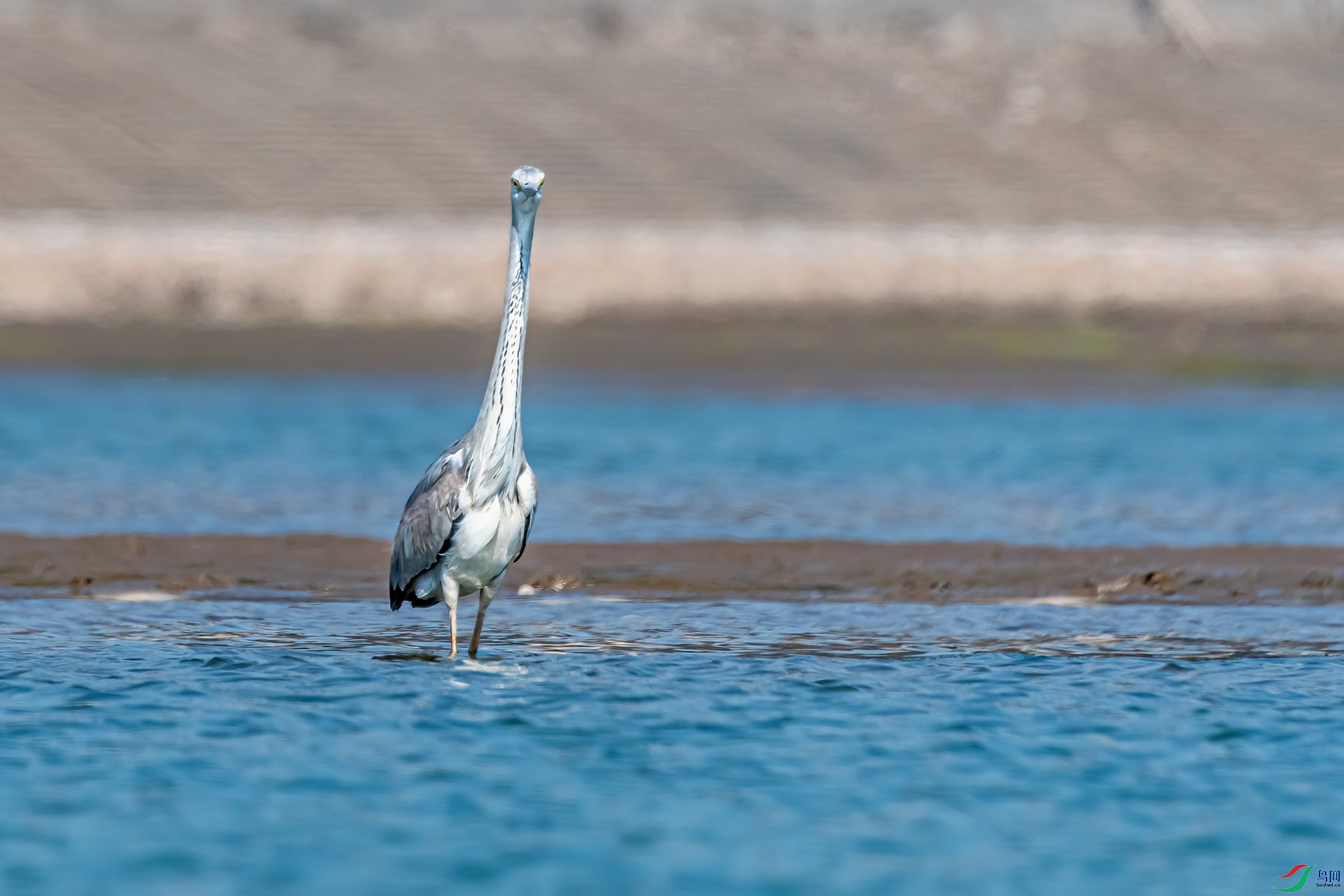 DSC_5594-11.jpg