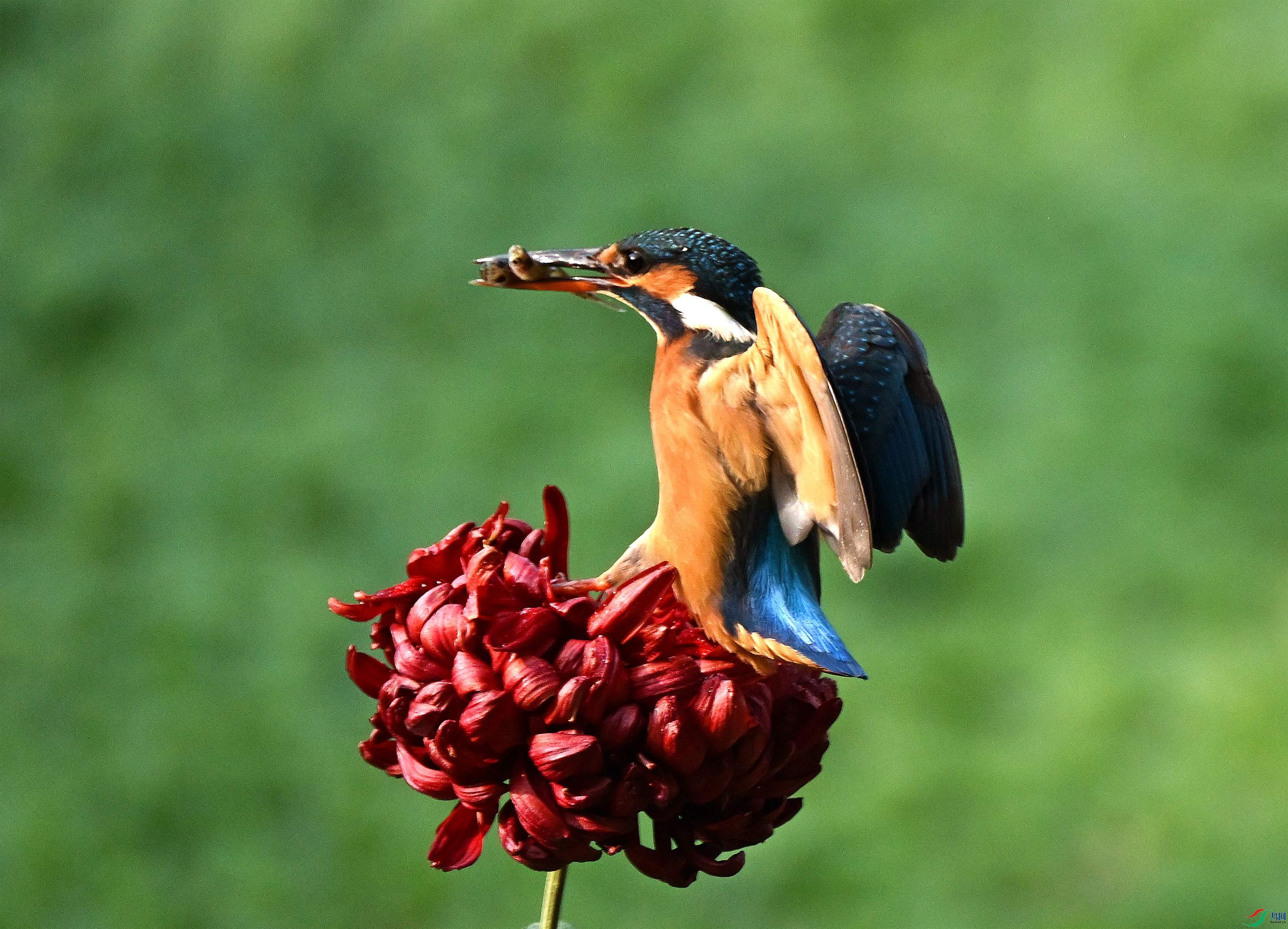 DSC_7926.JPG