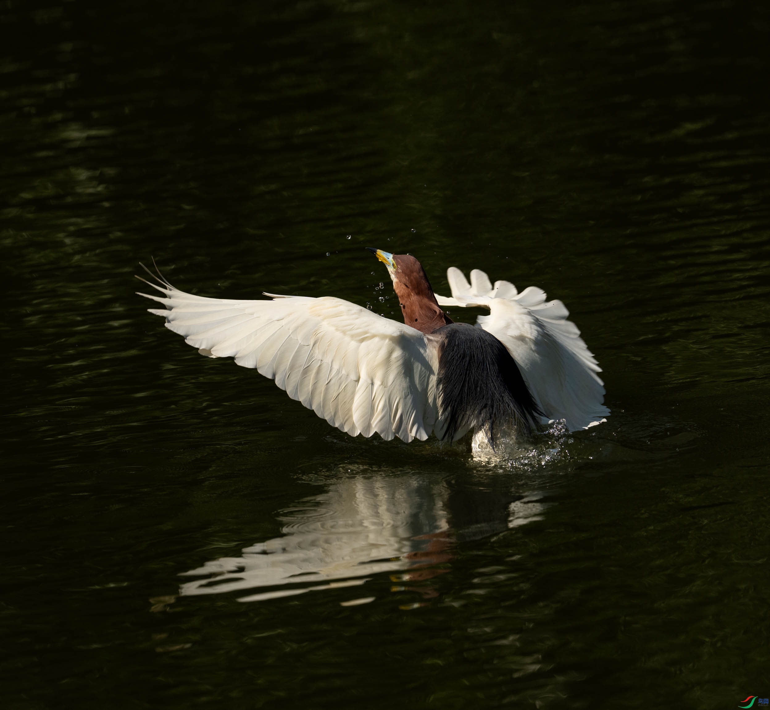 DSC00451.jpg