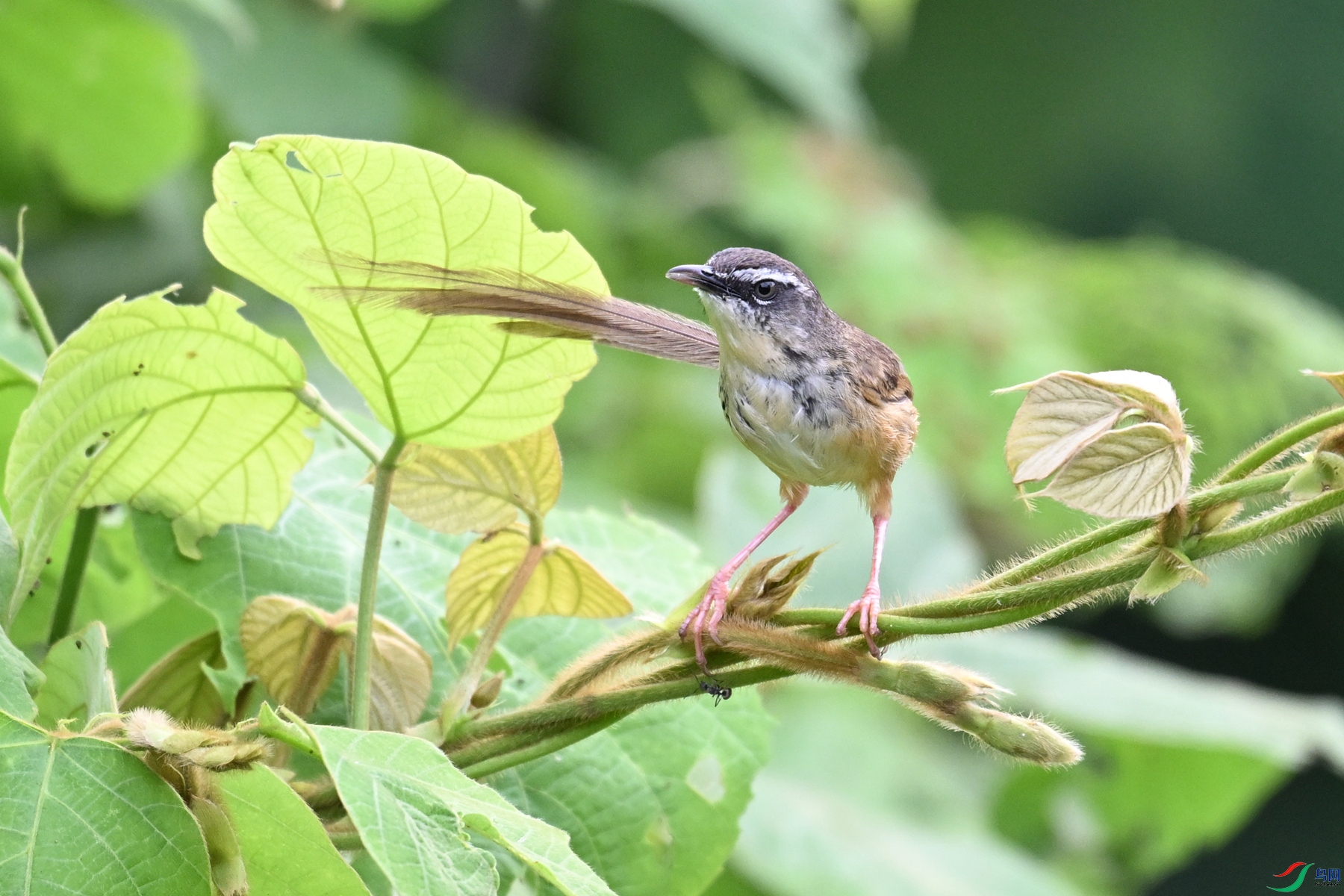 DSC_0066.JPG