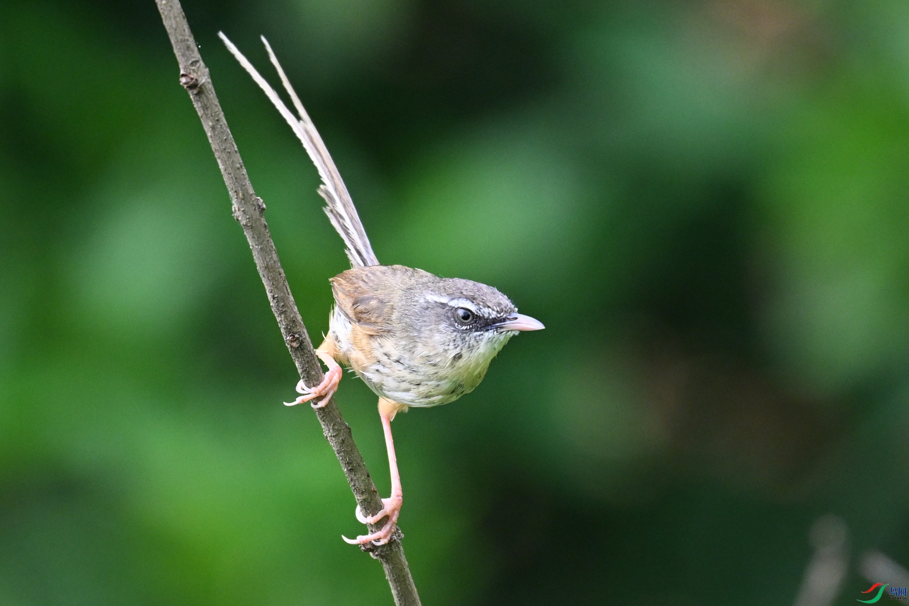 DSC_0080.JPG