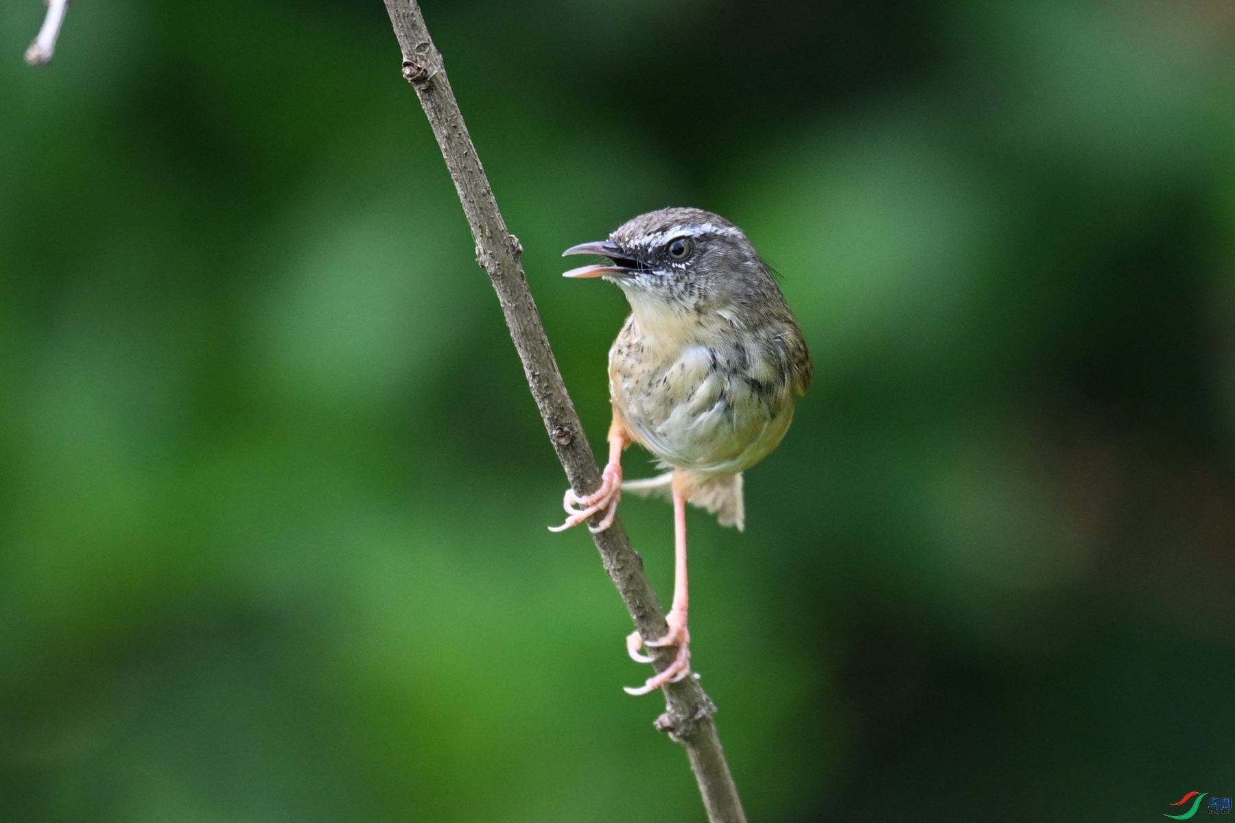DSC_0070.JPG
