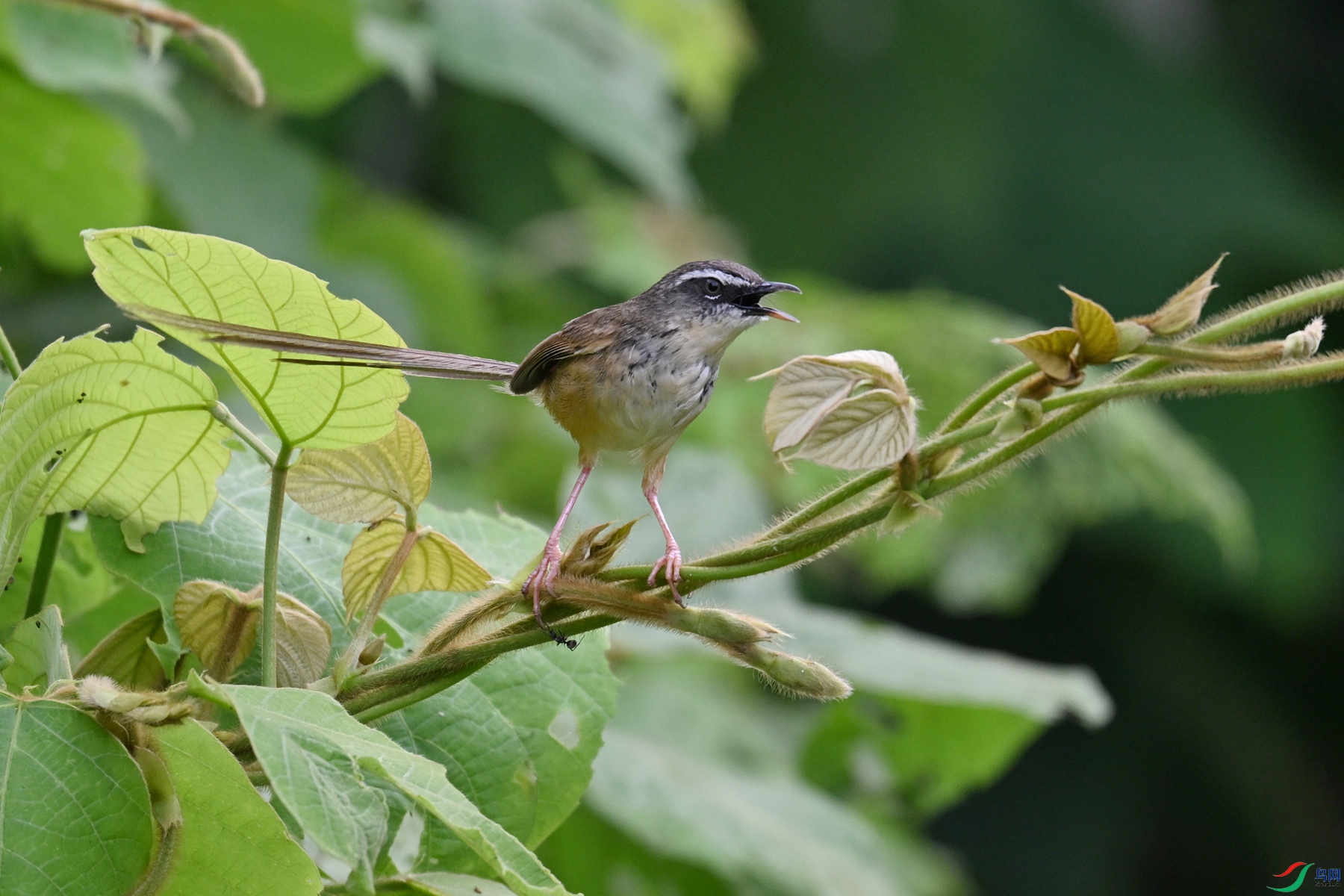 DSC_0062.JPG